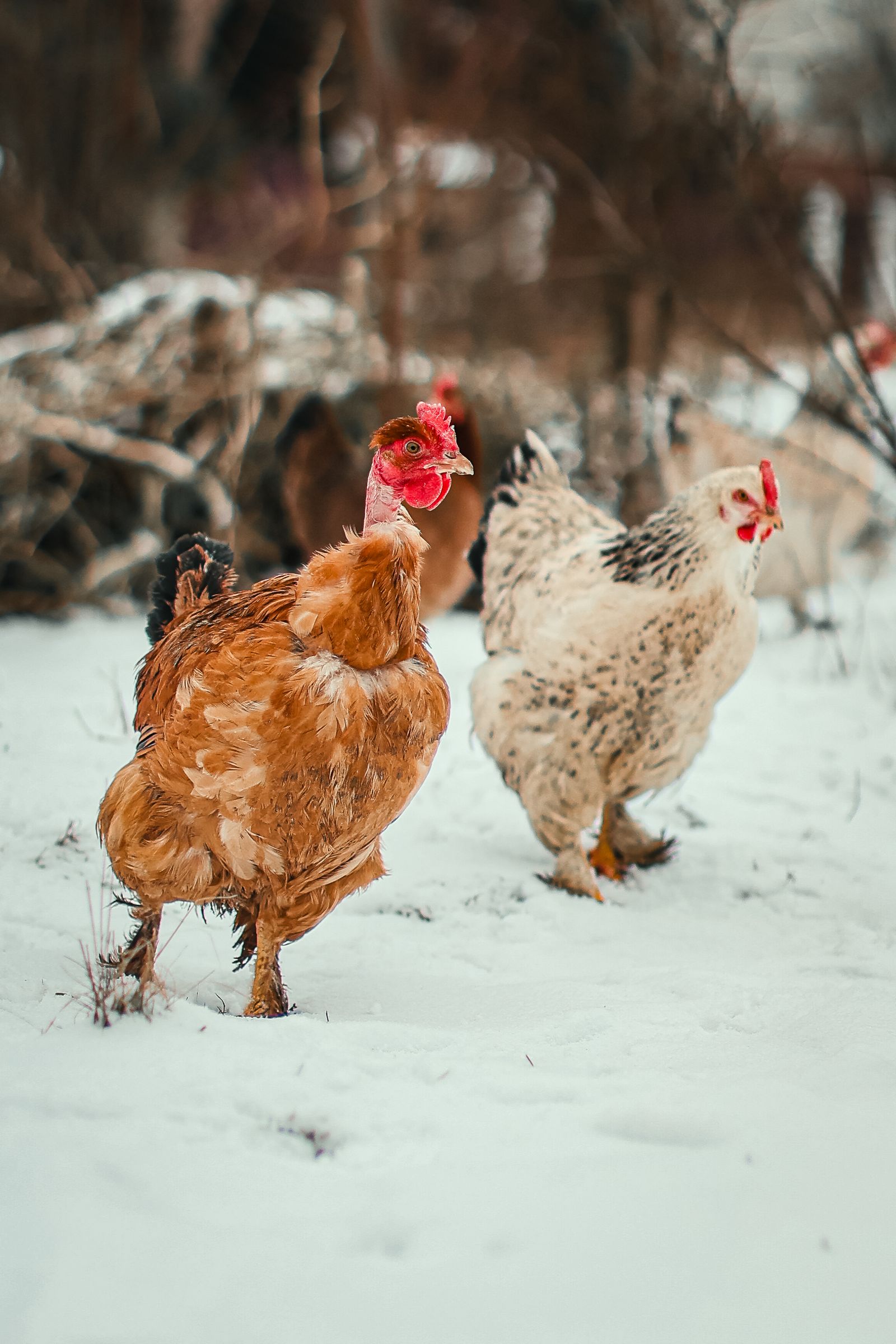Chickens walking on a snowy winter farm