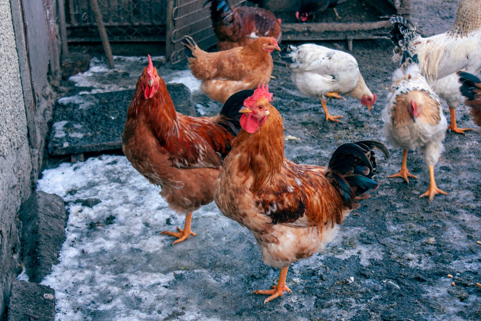 Roosters and hens on a snowy farm