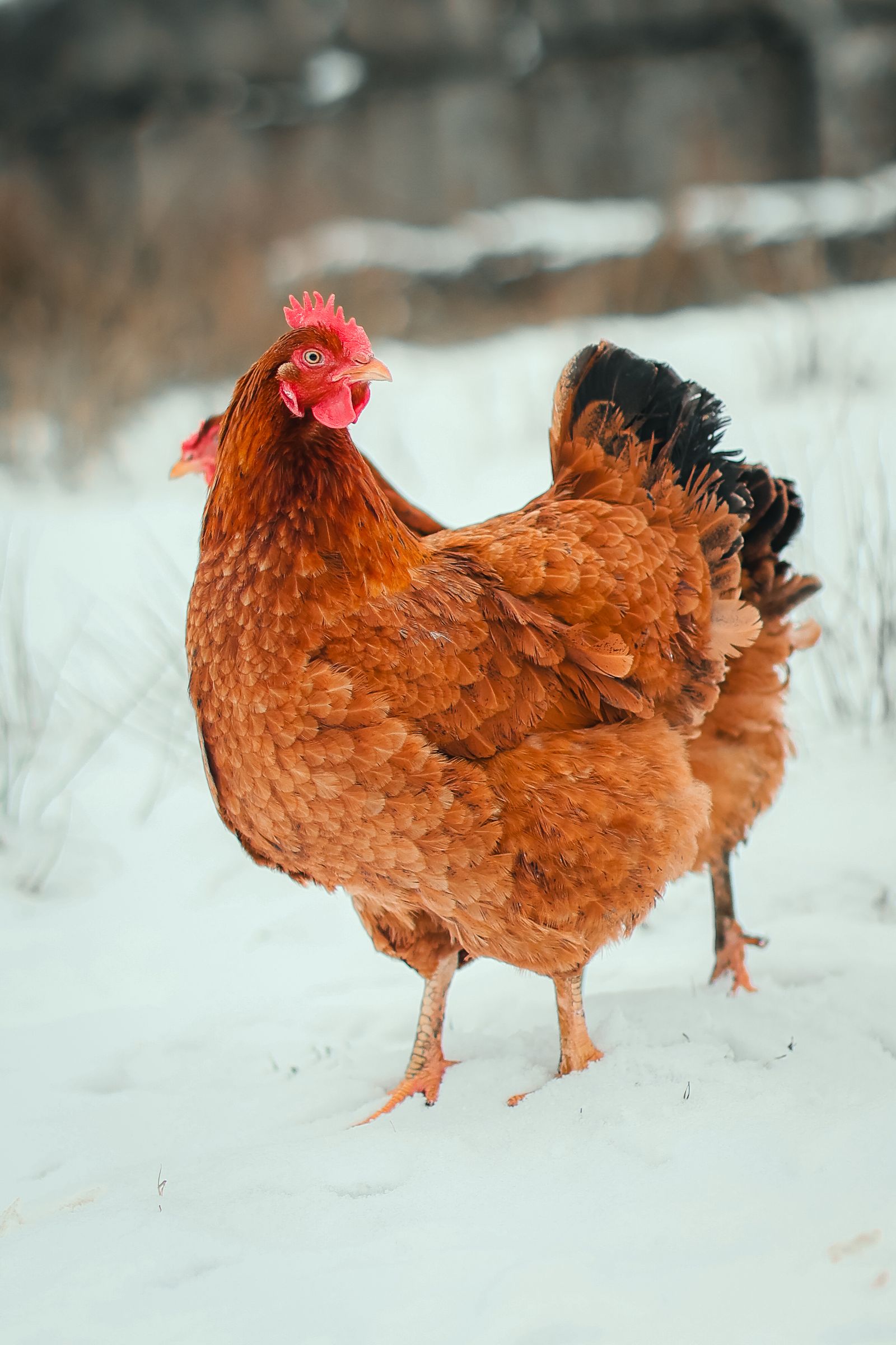 Russet chickens standing on snow