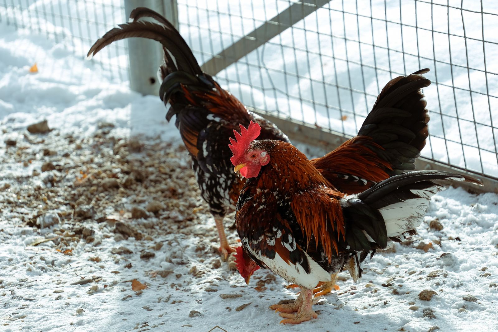 Rooster standing in snow