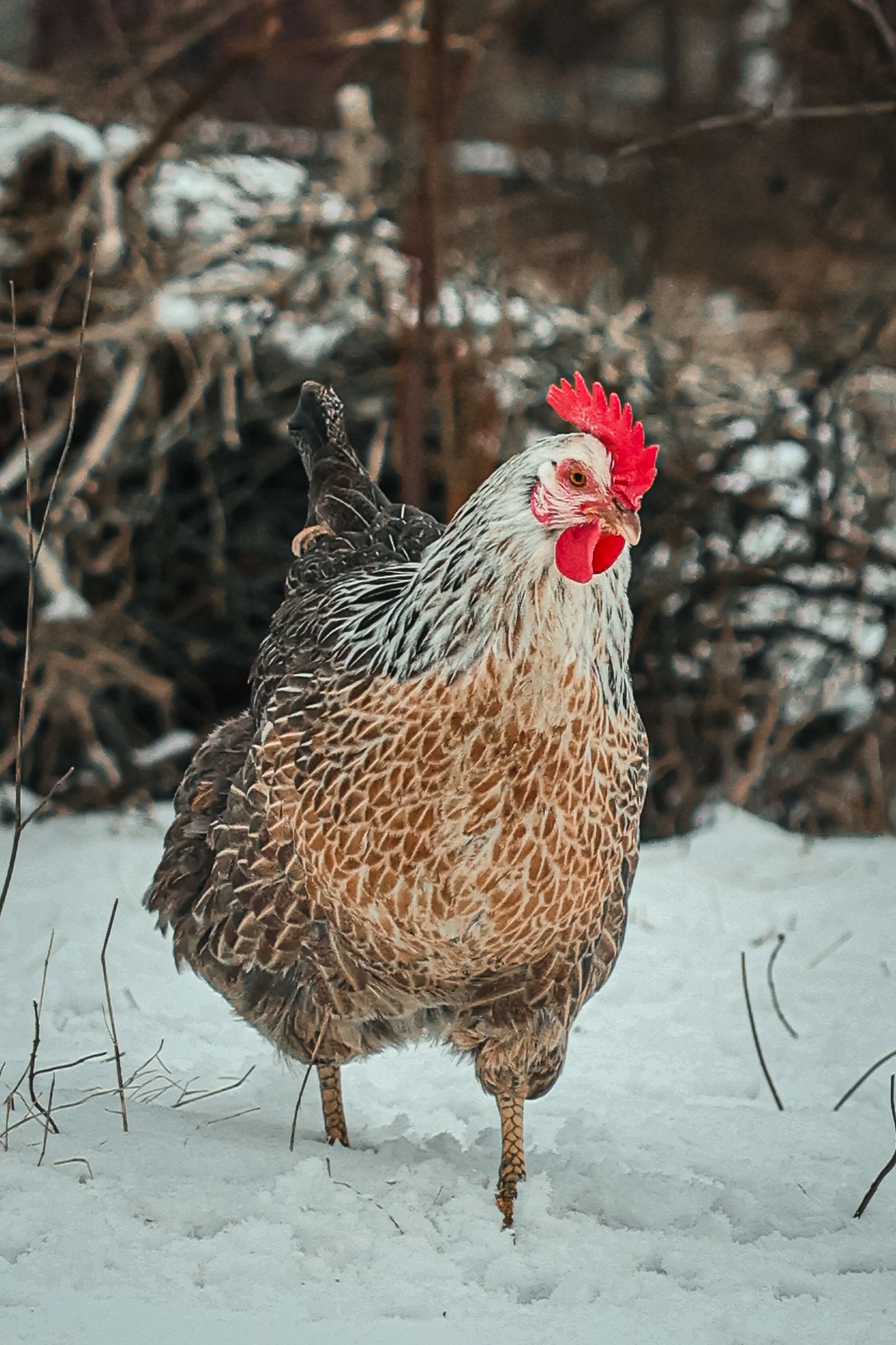 Speckled hen on snowy ground