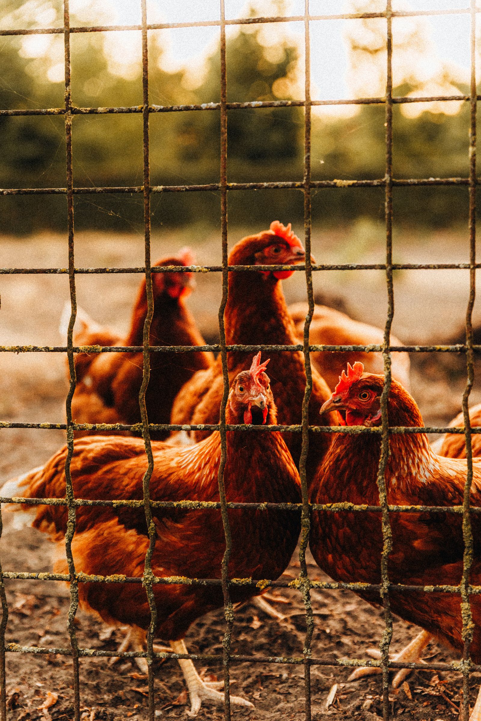 Hens behind a coop fence at sunset