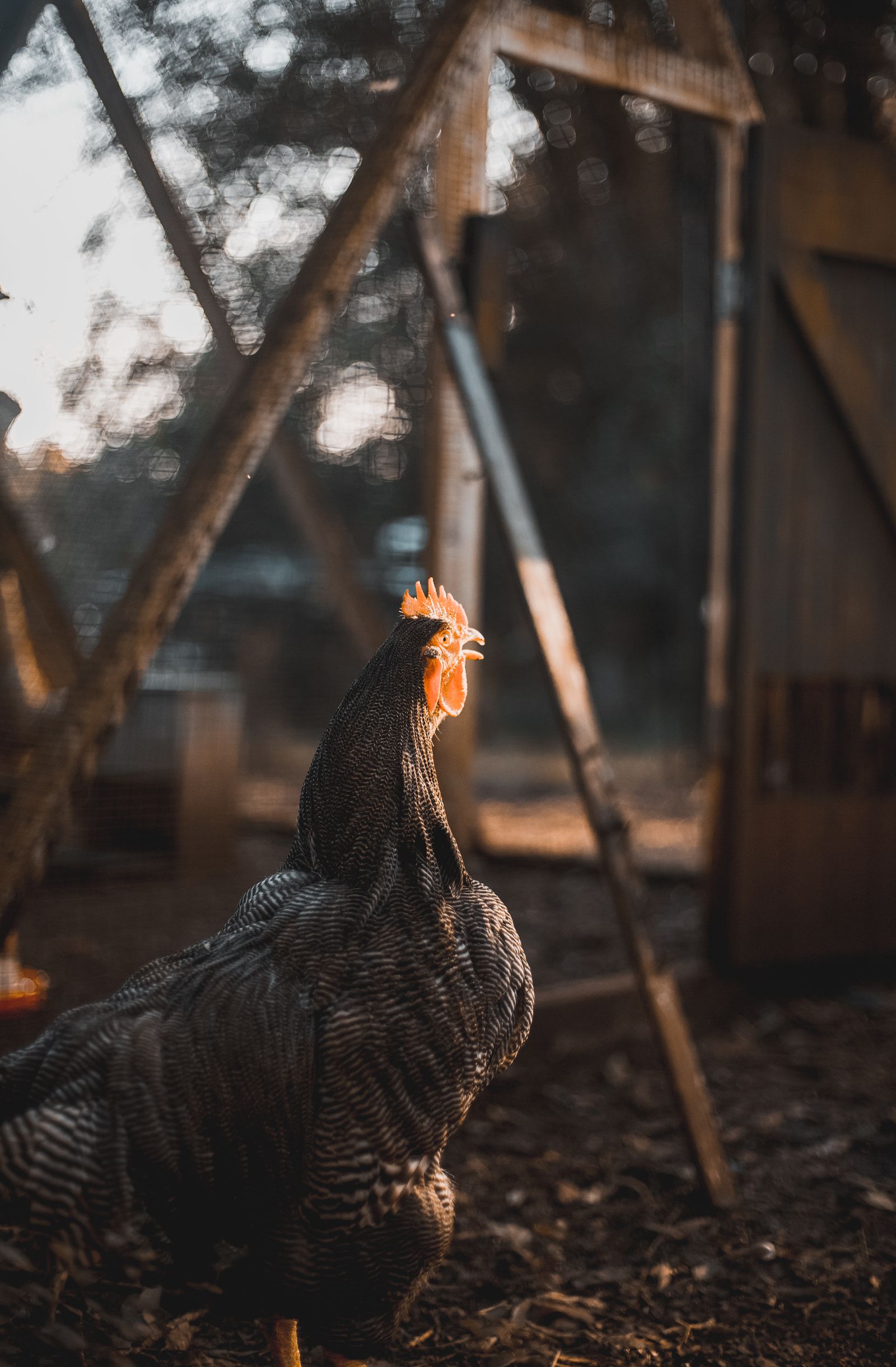 Plymouth Rock chicken near a coop