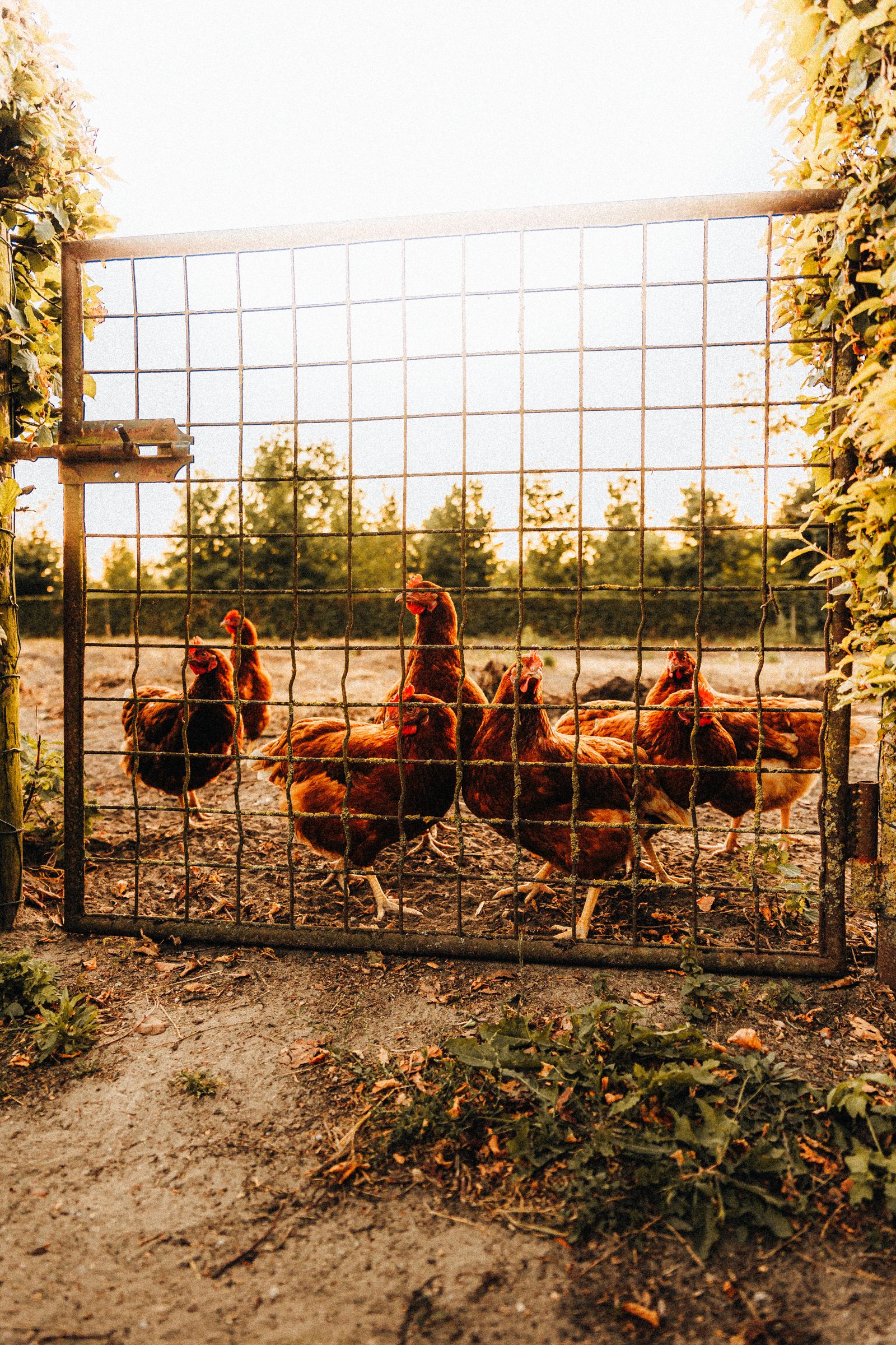 Hens at a fenced farm at sunset