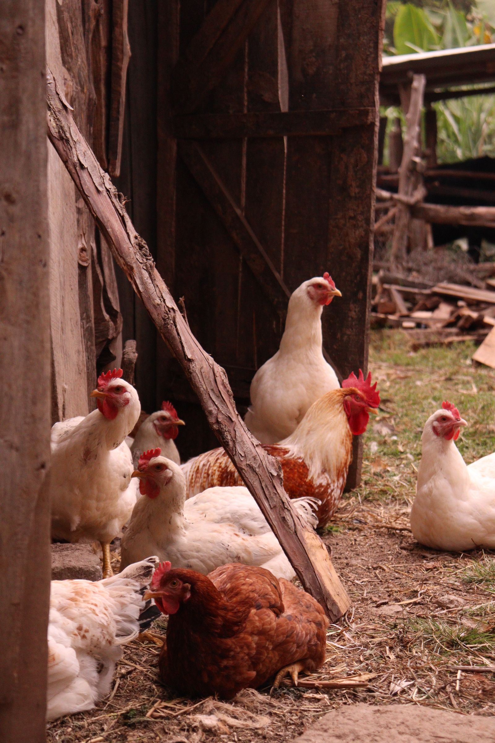 Farm chickens resting on grass
