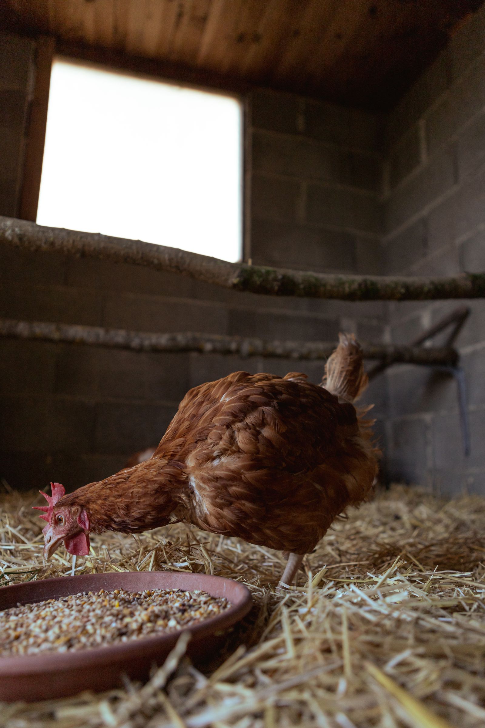 Hen pecking grain inside a chicken coop