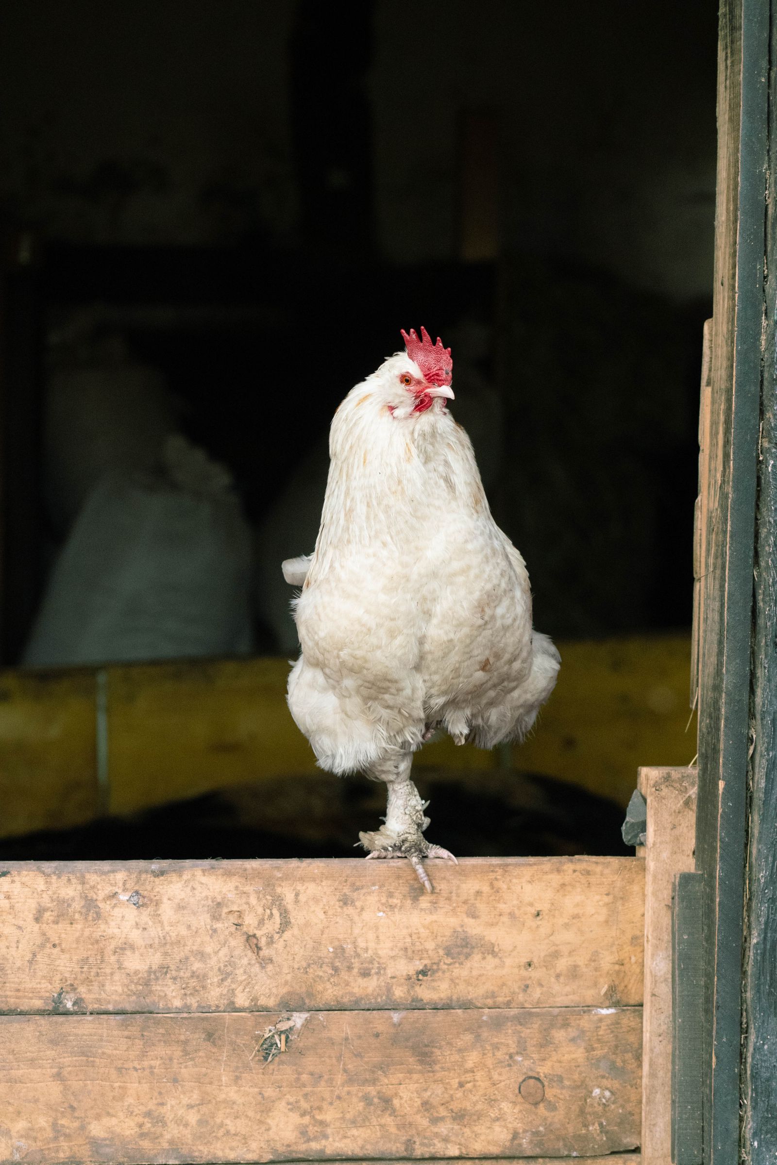 White hen in a rustic chicken coop doorway