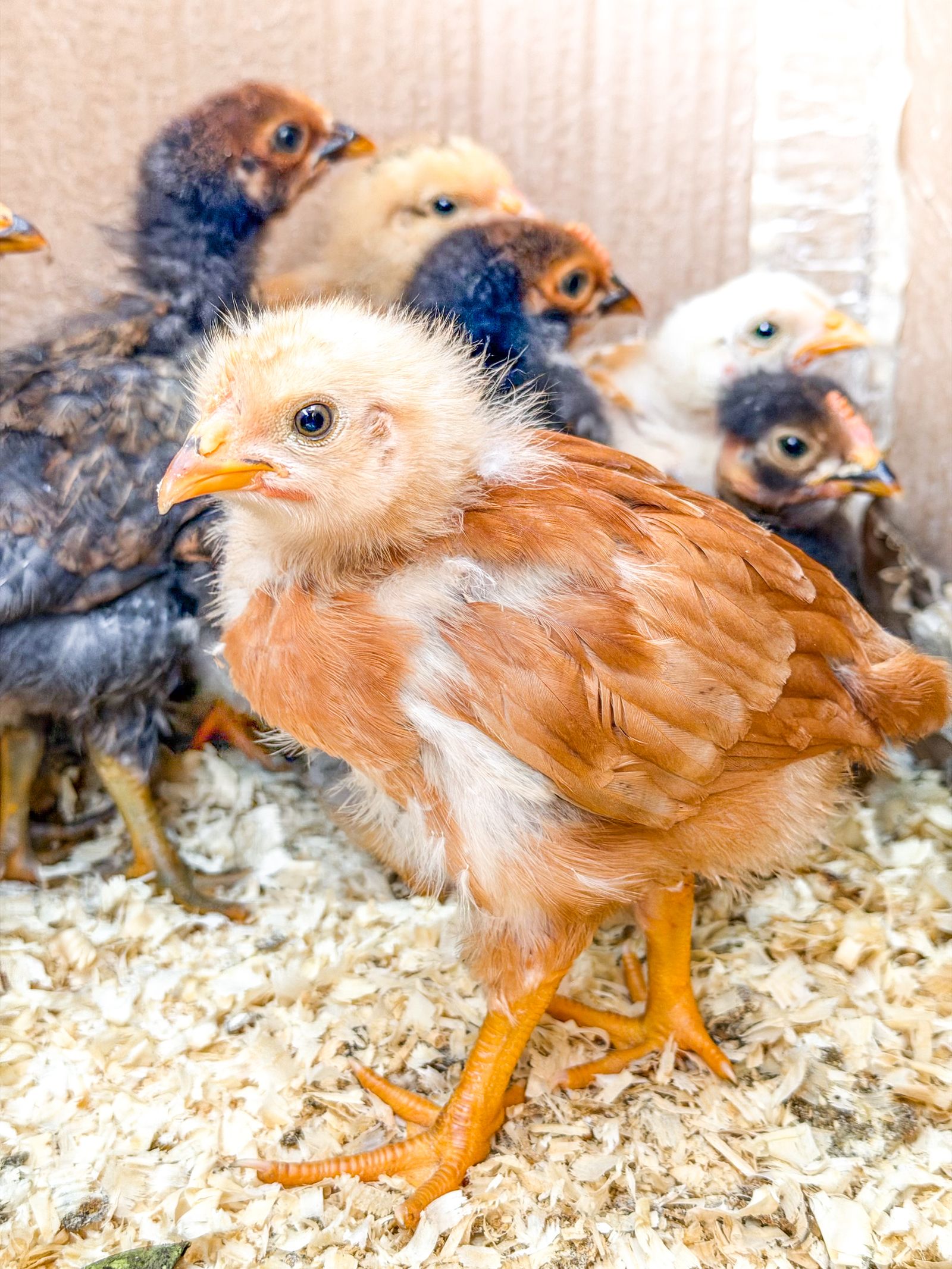Baby chicks gathered inside a coop