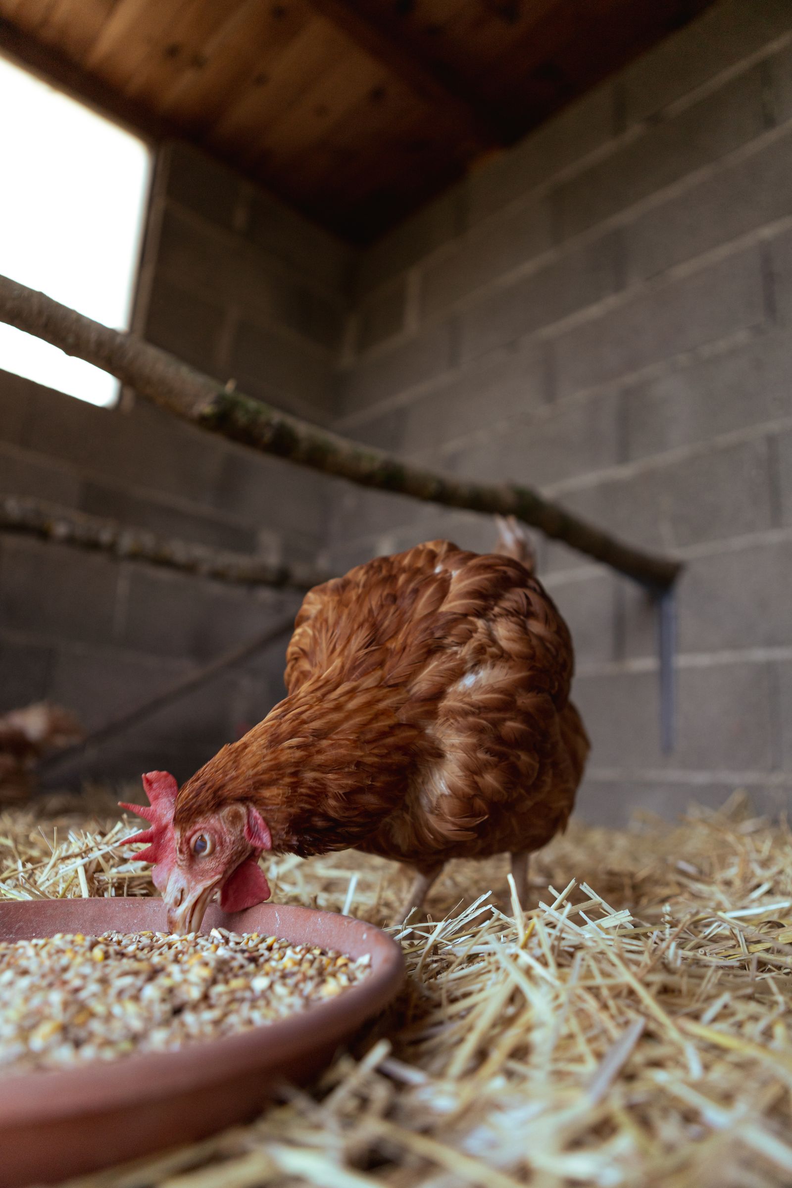 Chicken eating grain inside a barn