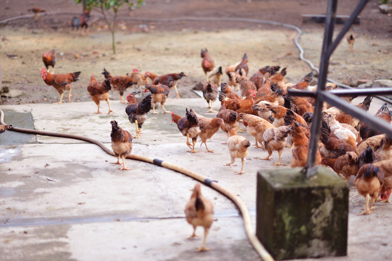 Flock of chickens in a farmyard