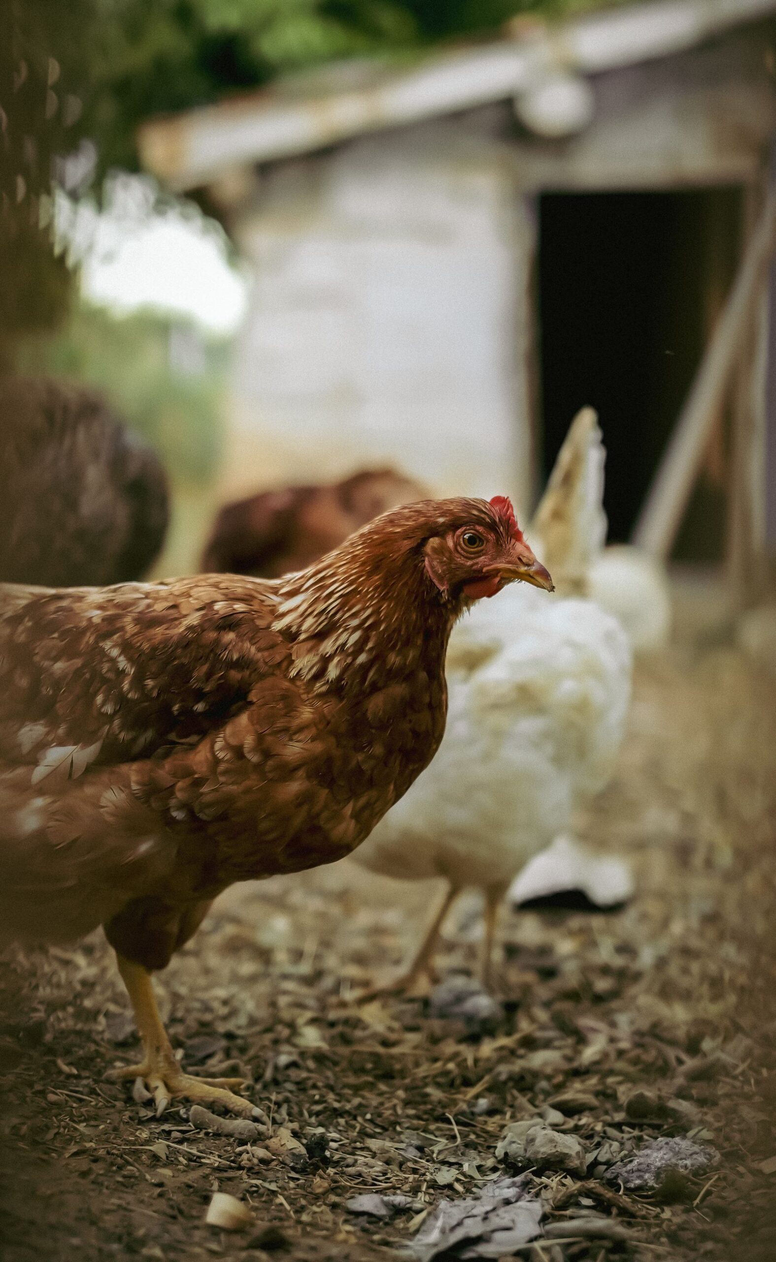 Free-range chickens beside a rustic coop