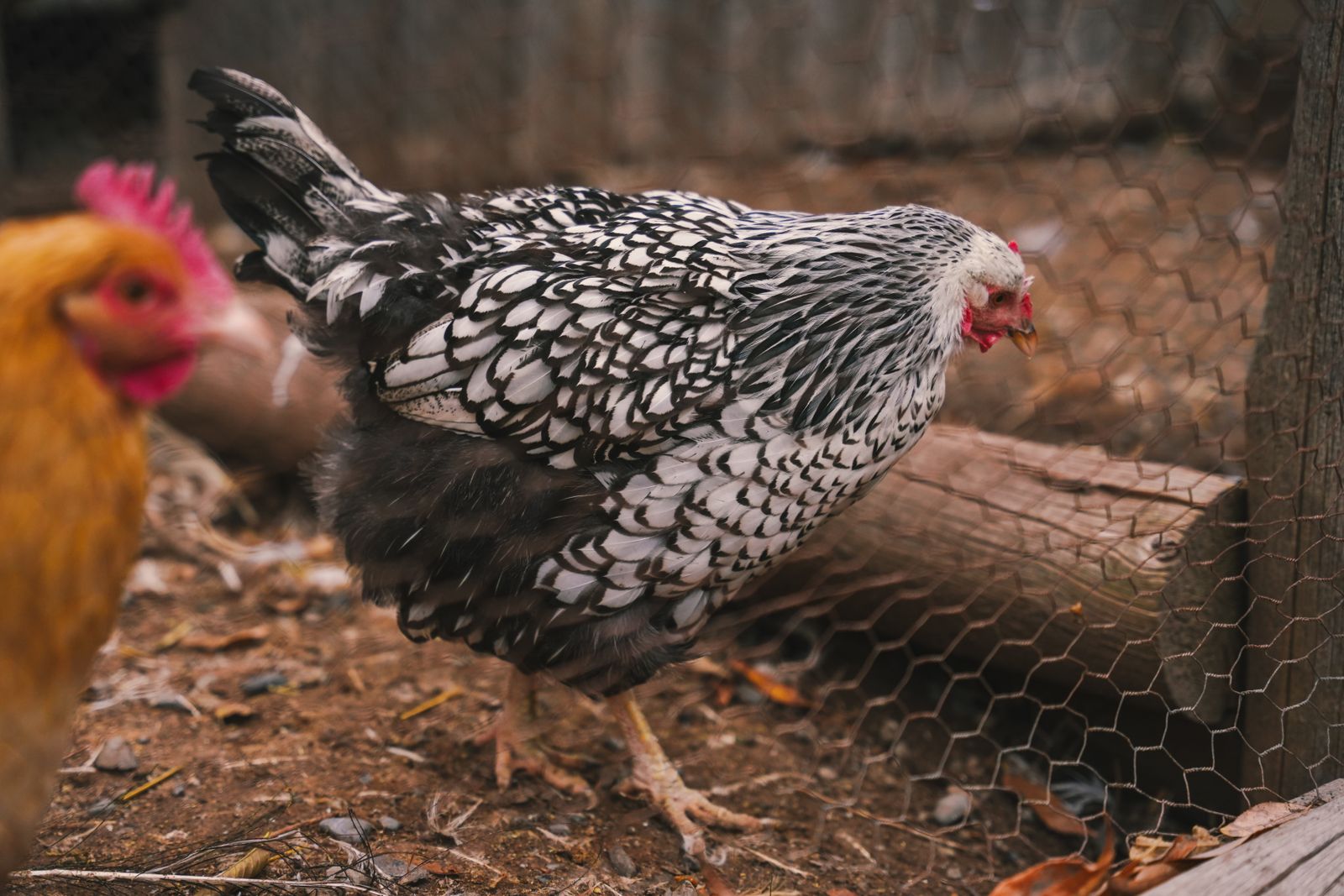 Close-up chickens in a farm coop