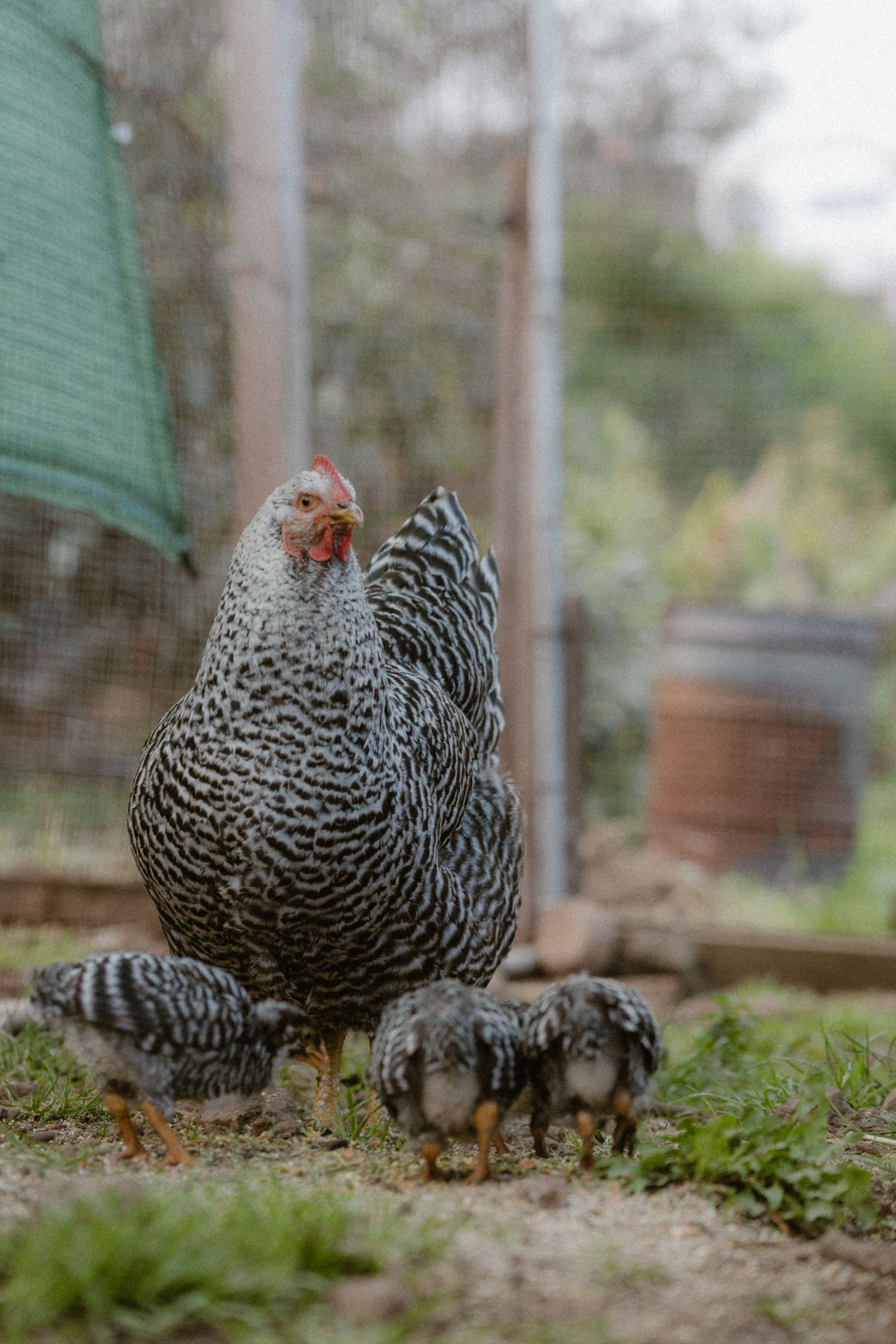 Hen with chicks in an outdoor coop