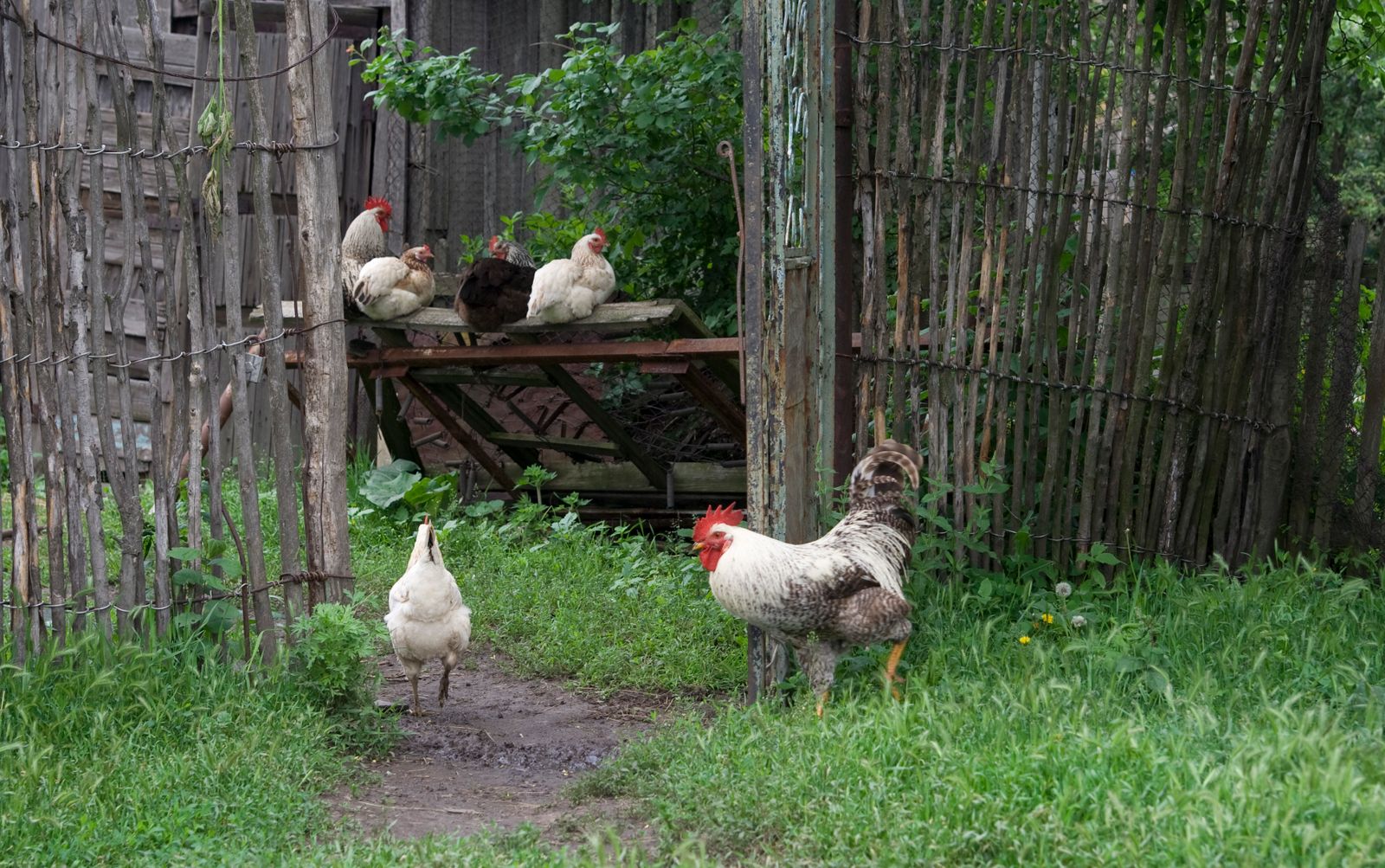 Free-range chickens in a rural farmyard
