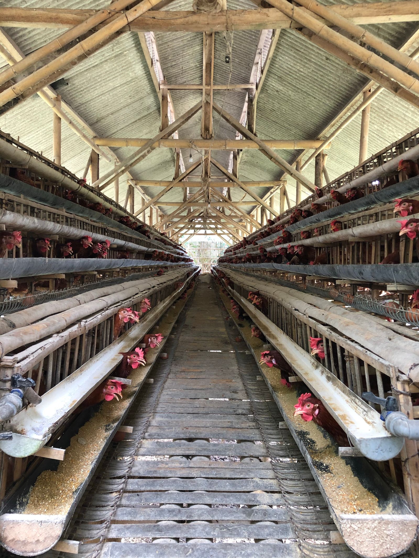 Organized poultry farm interior with hens