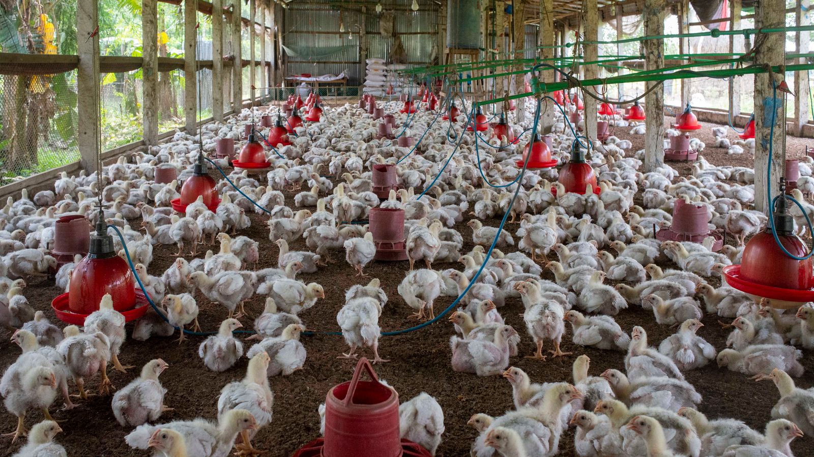 Chickens inside a poultry farm