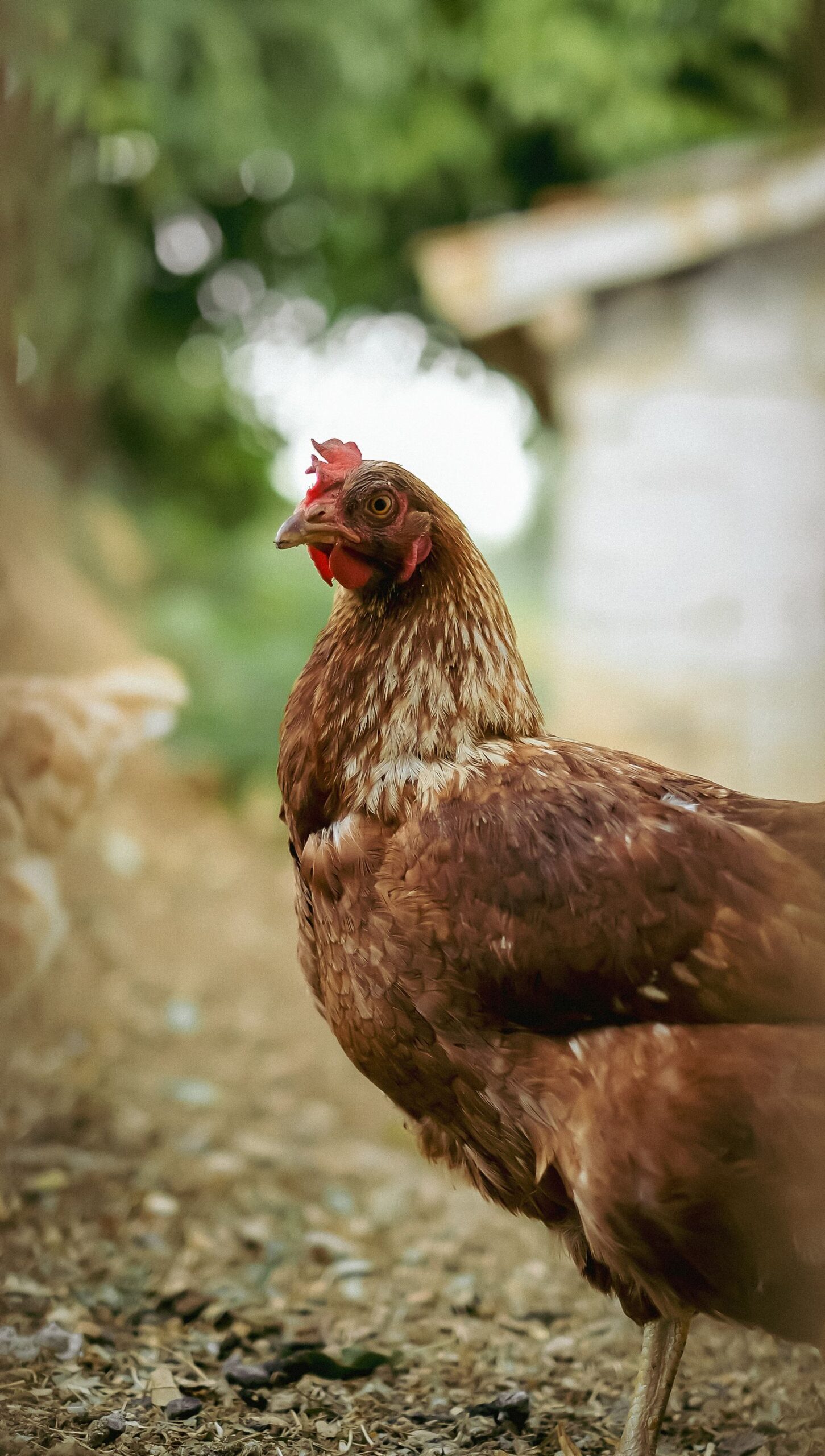 Free-range chicken in a rustic farm setting