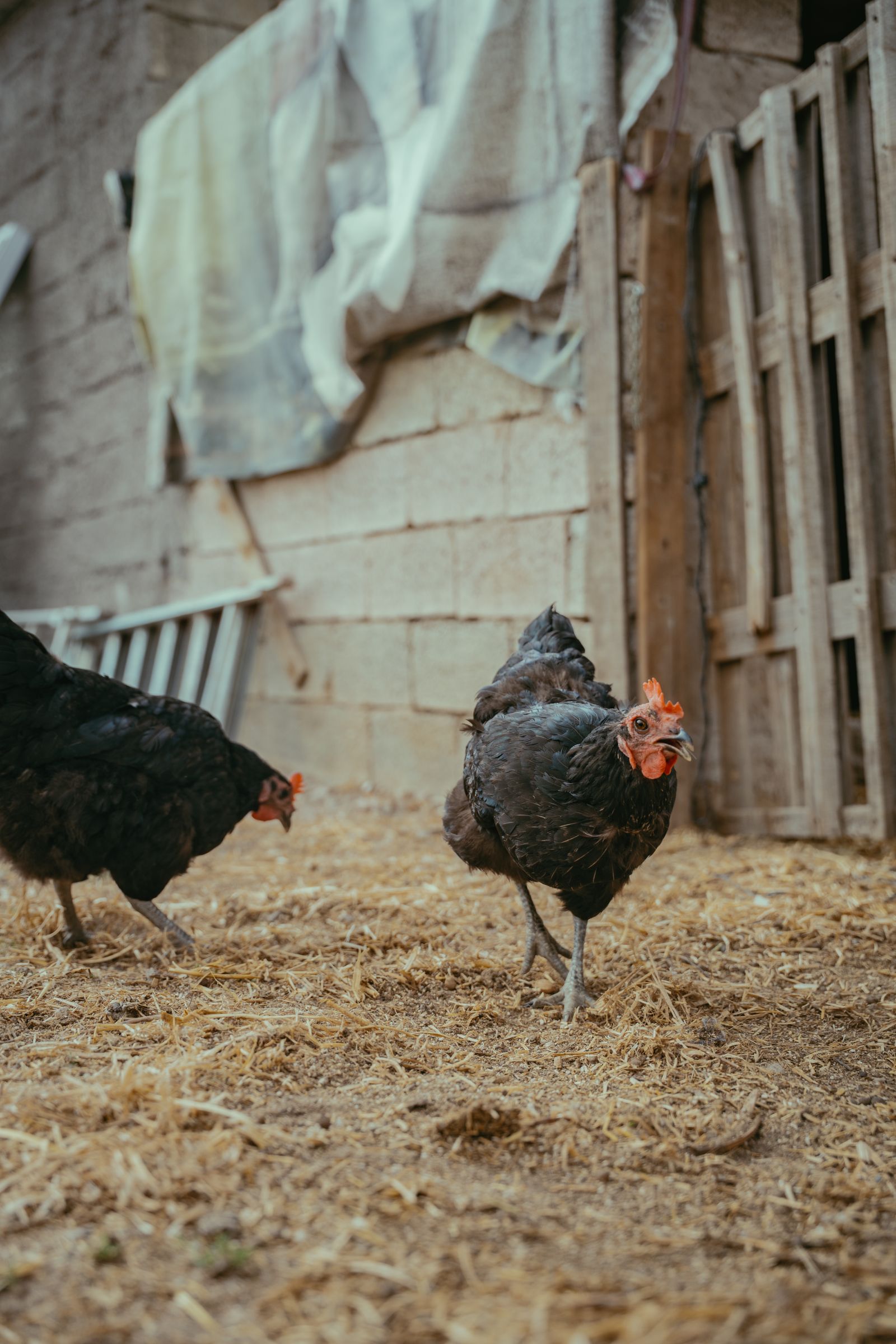 Free-range chickens in a rustic farm setting