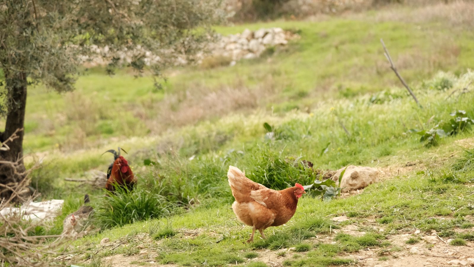 Free-range chickens in a green pasture