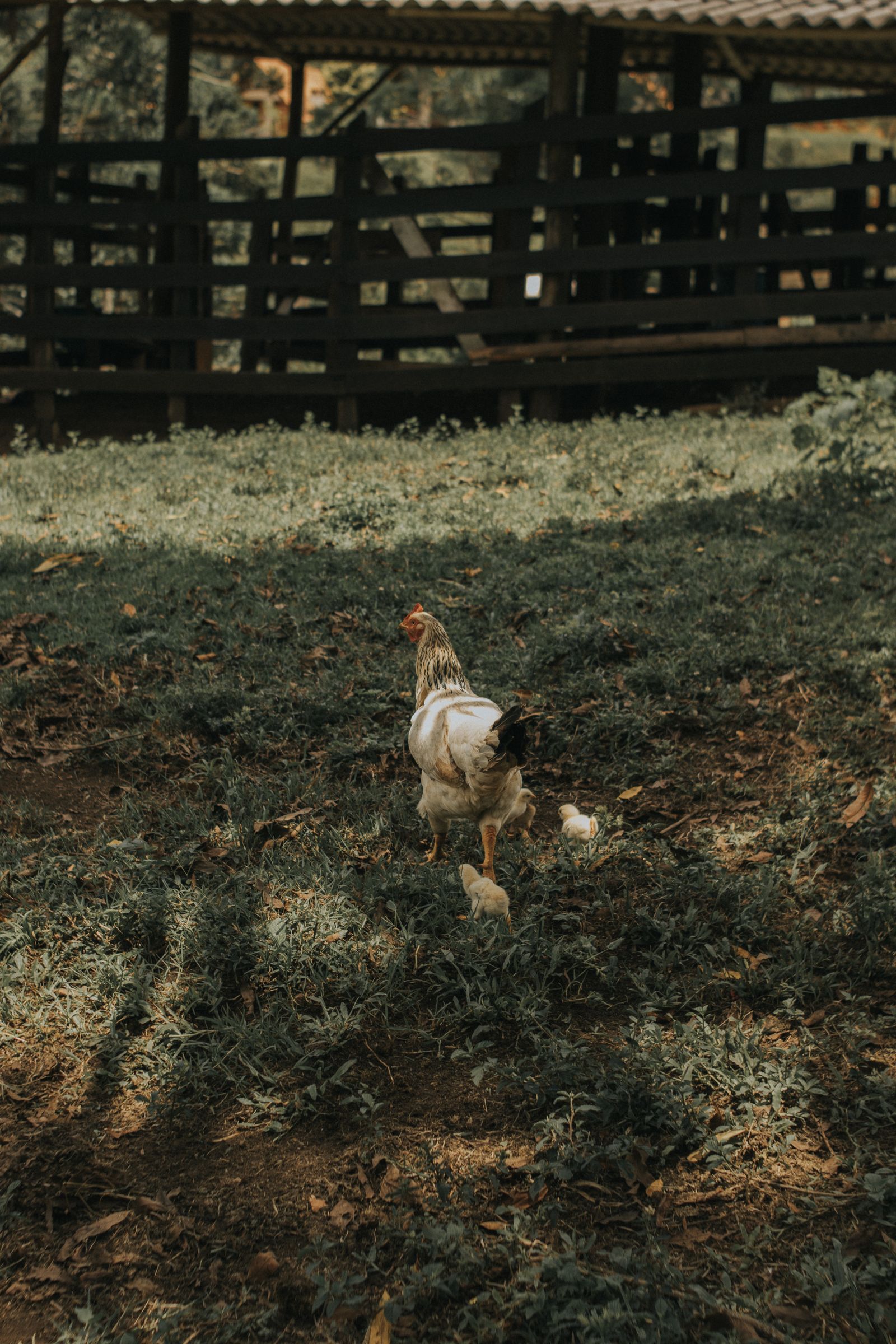 Free-range chicken in a farmyard