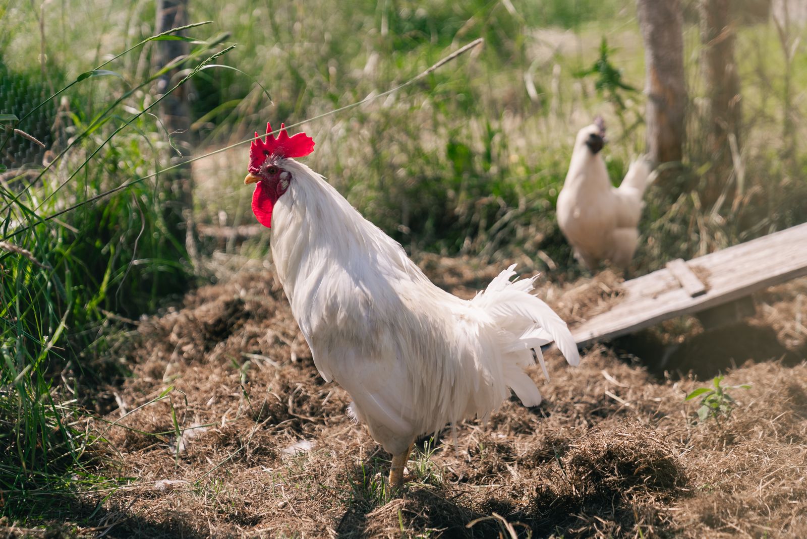 Rooster and hen in a sunny farmyard