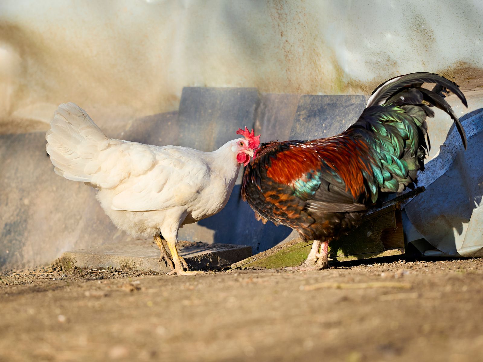 Rooster and hen on a rural farm