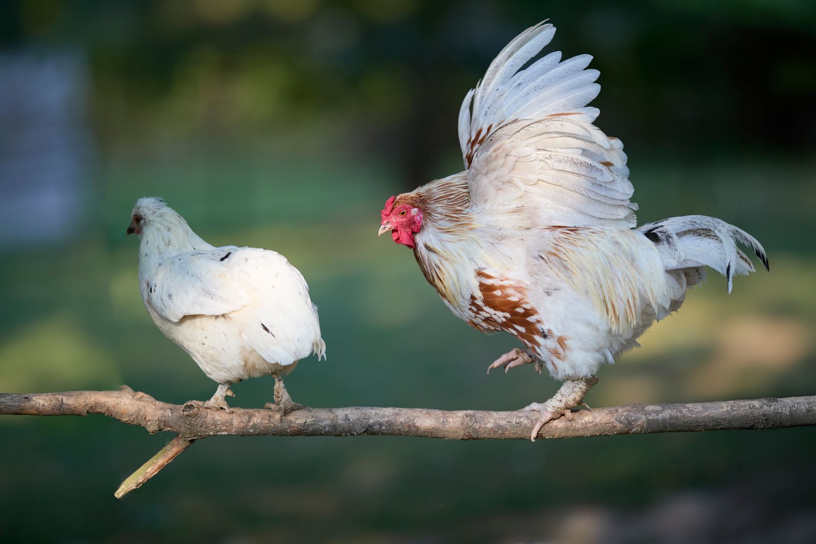 Rooster flapping beside a hen