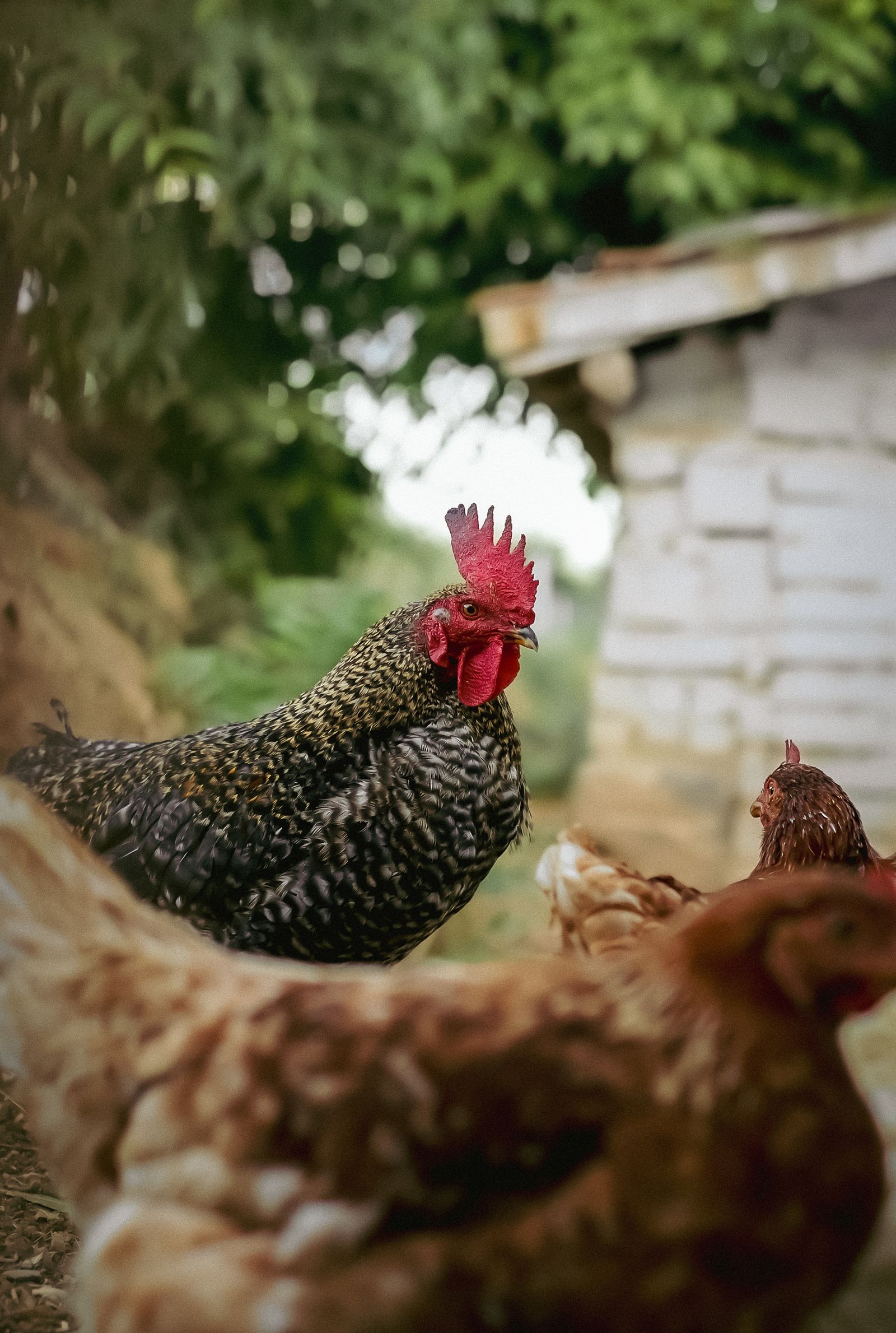 Rooster and hens in a farmyard