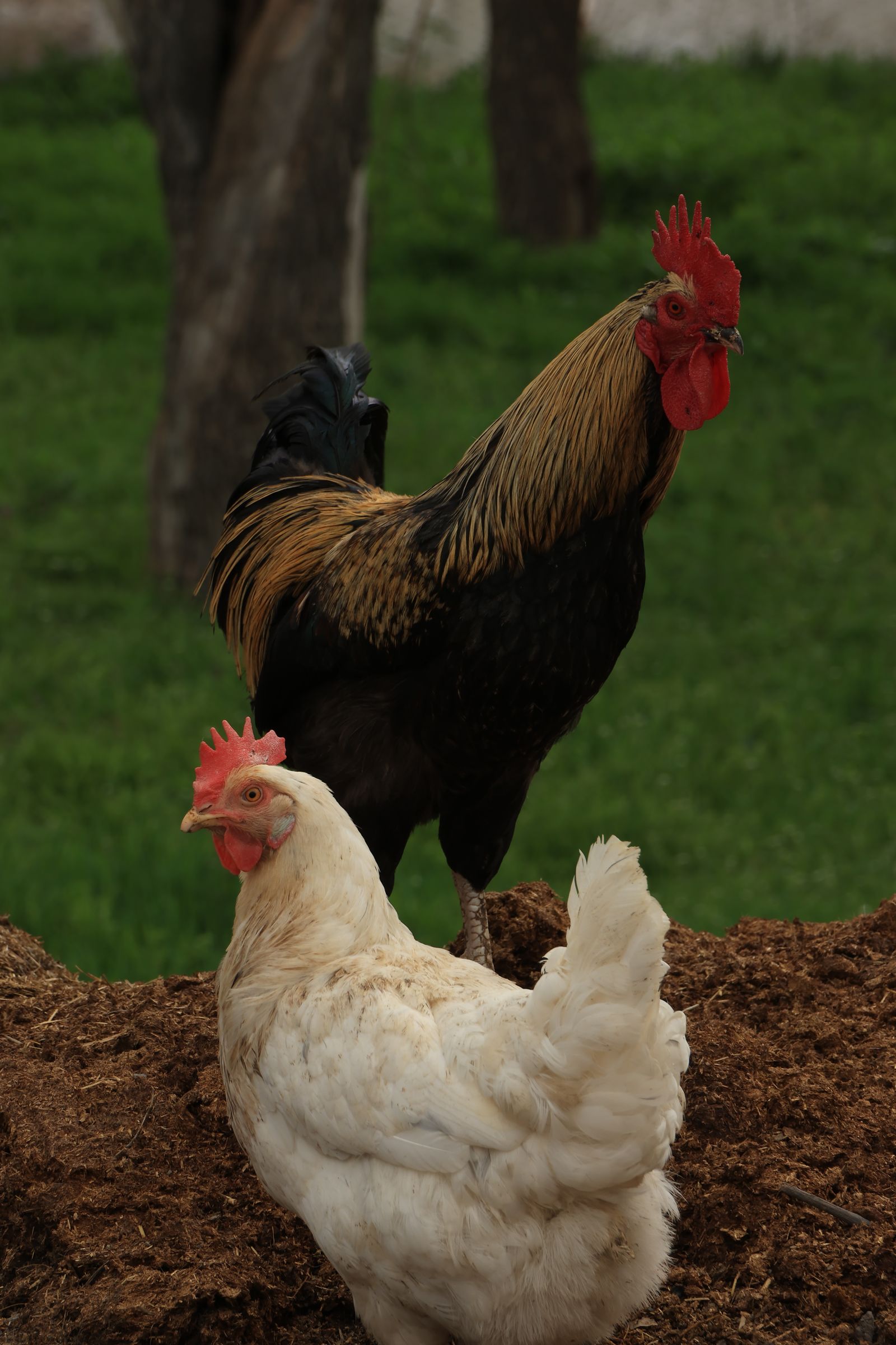 Rooster and hen in a rural setting