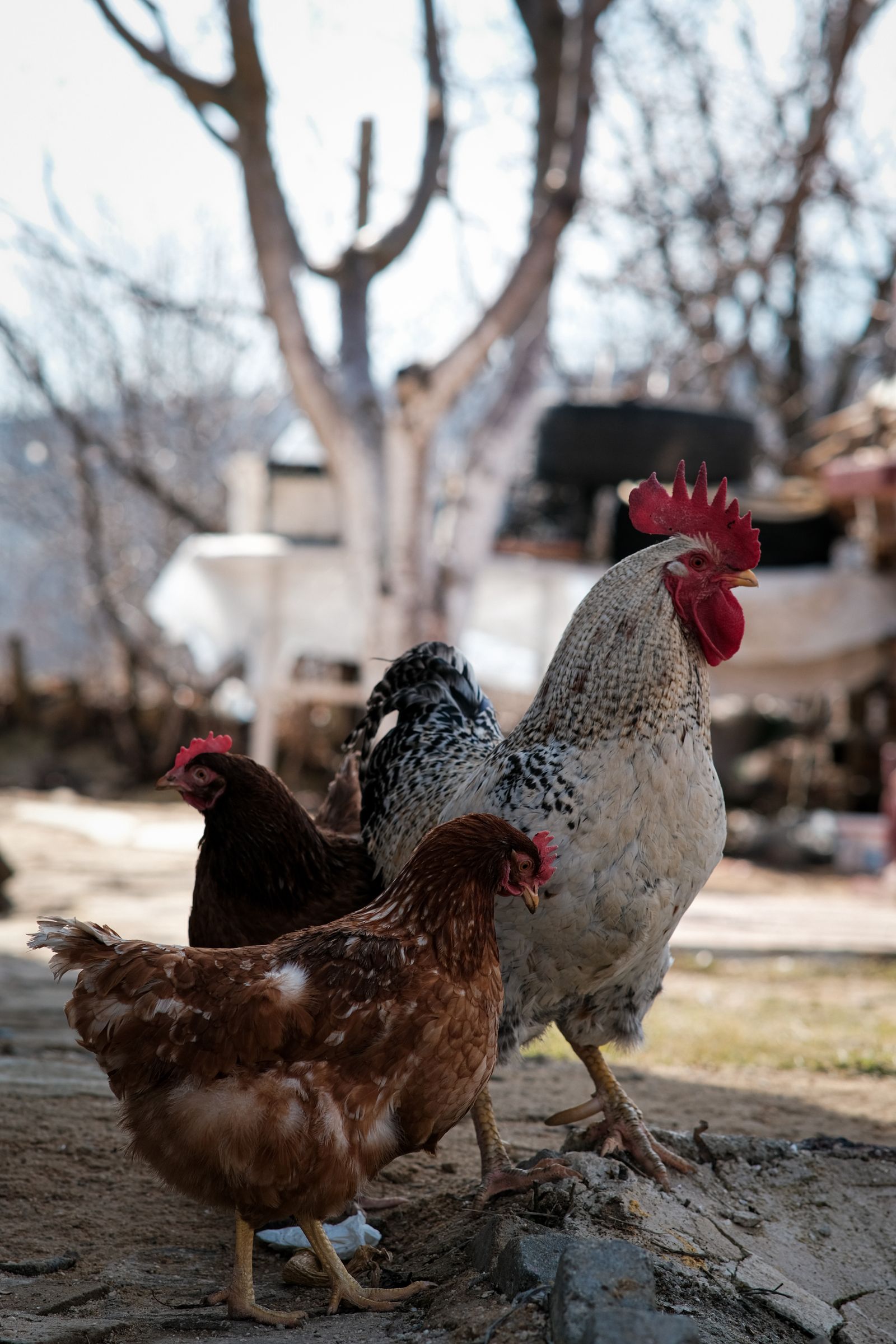 Rooster and hens in a backyard