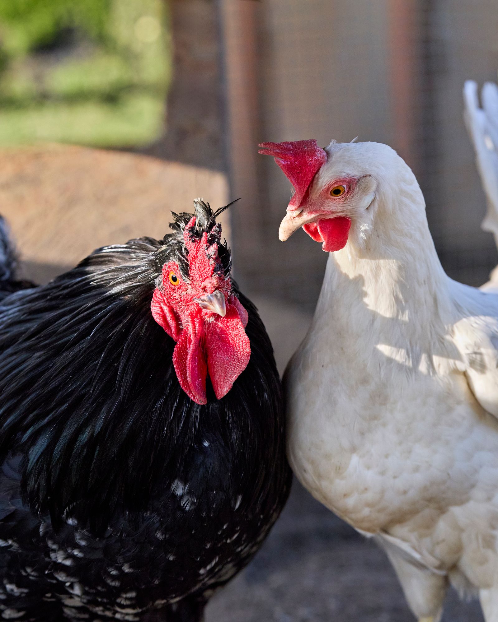 Black rooster and white hen on a farm