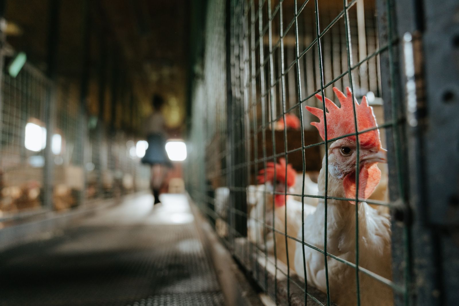 Close-up rooster inside a rustic chicken coop