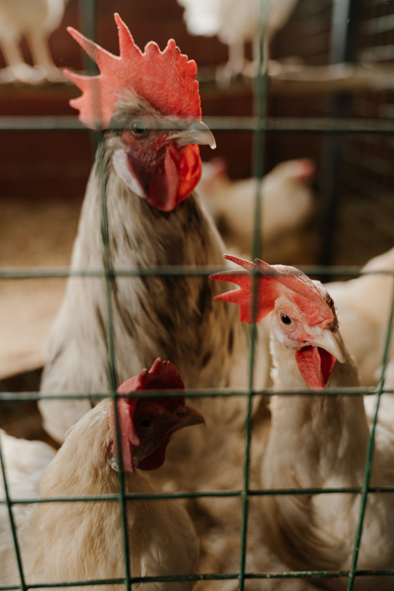 Chickens and roosters inside a farm coop