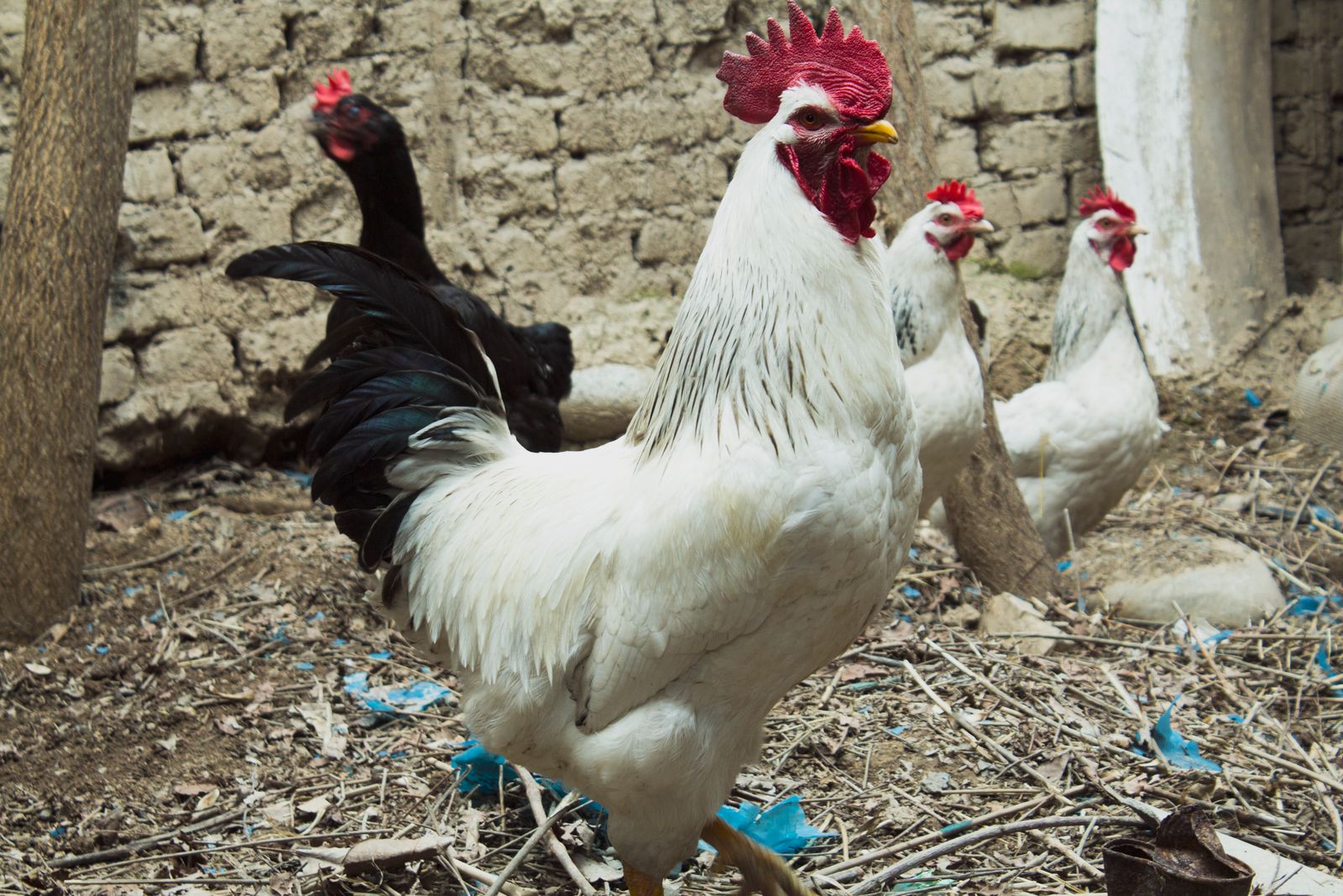 Roosters gathered in a stone-walled chicken coop