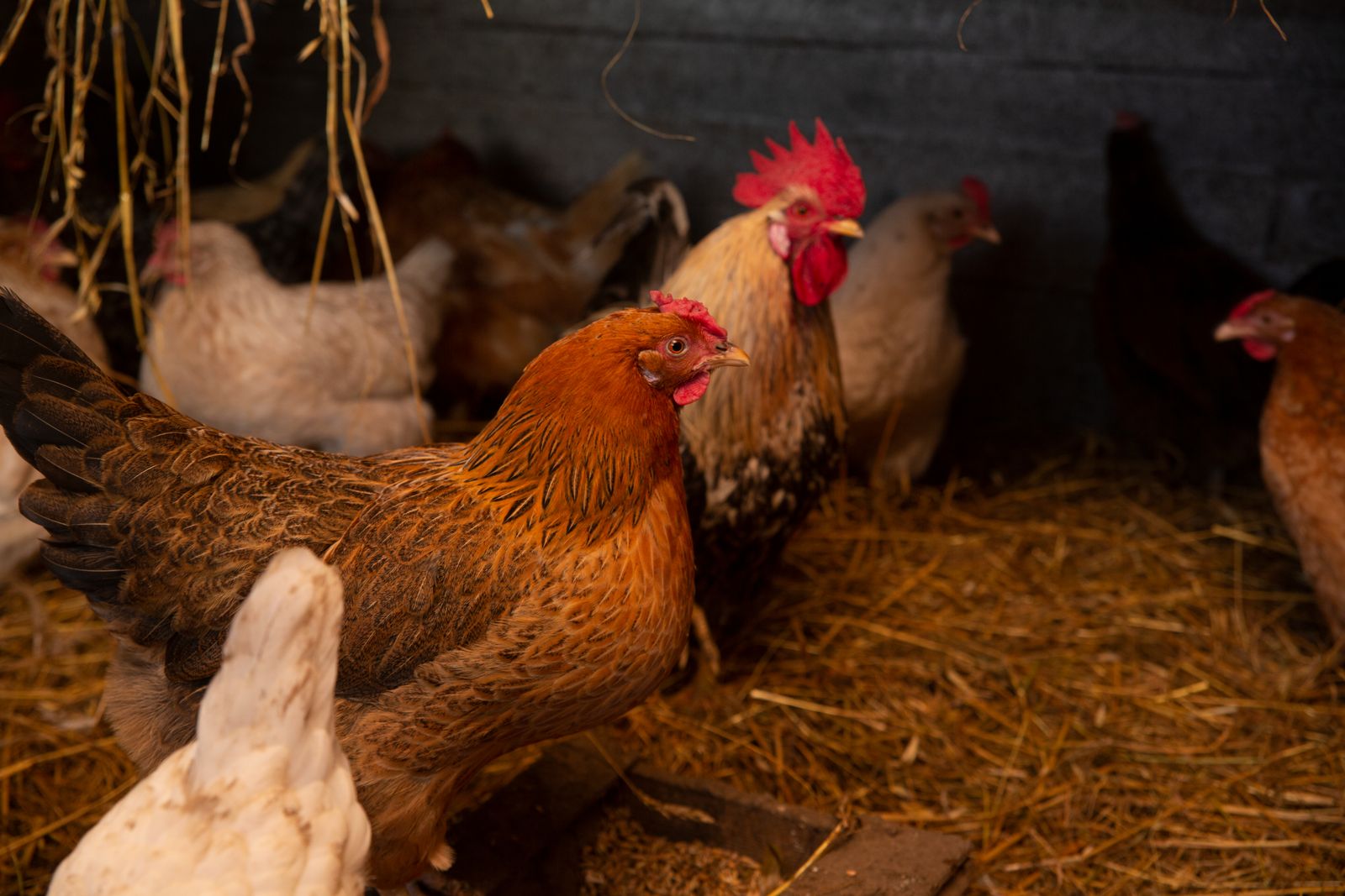 Chickens and rooster inside a hay-filled coop