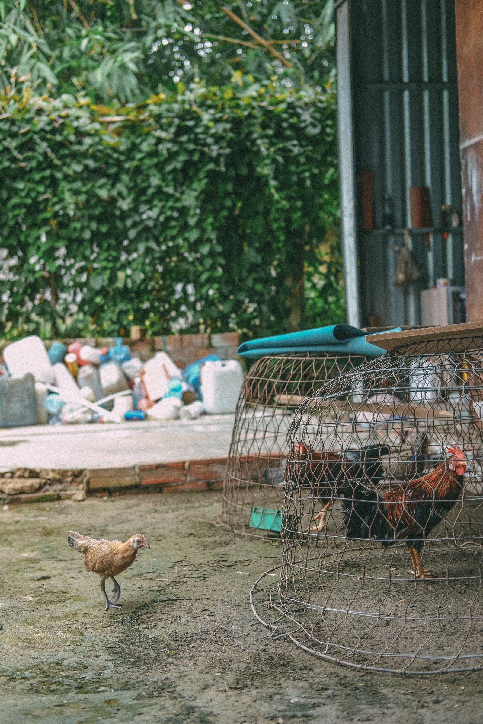 Roosters and a hen beside rustic farm cages