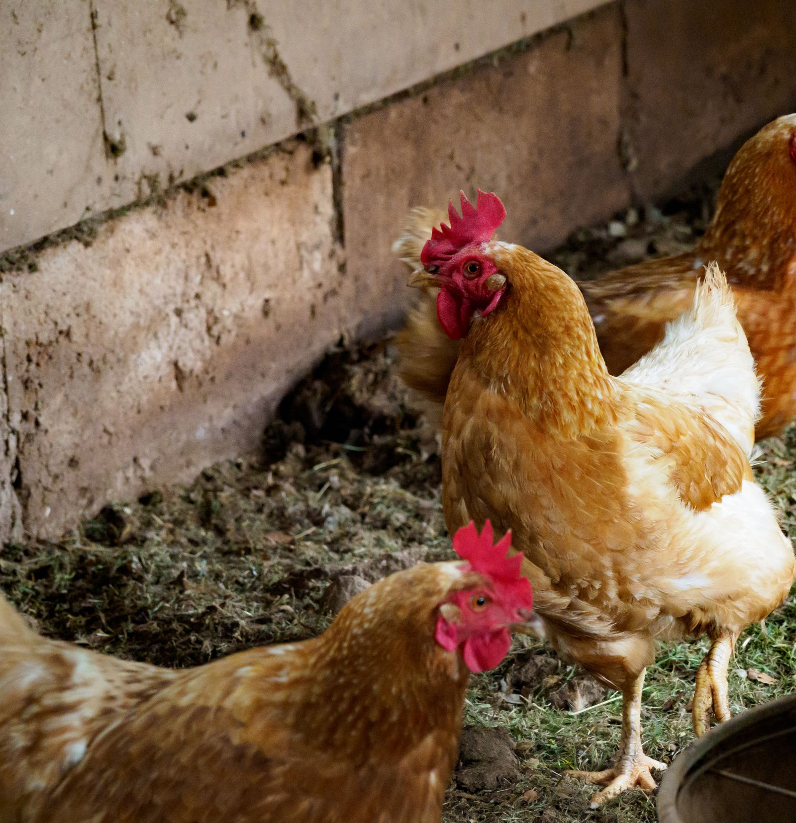 Brown hens in a rural farm coop