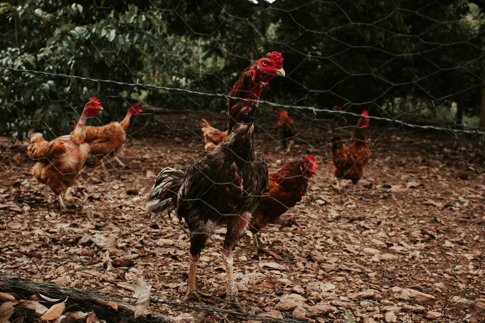Free-range chickens behind a farm fence