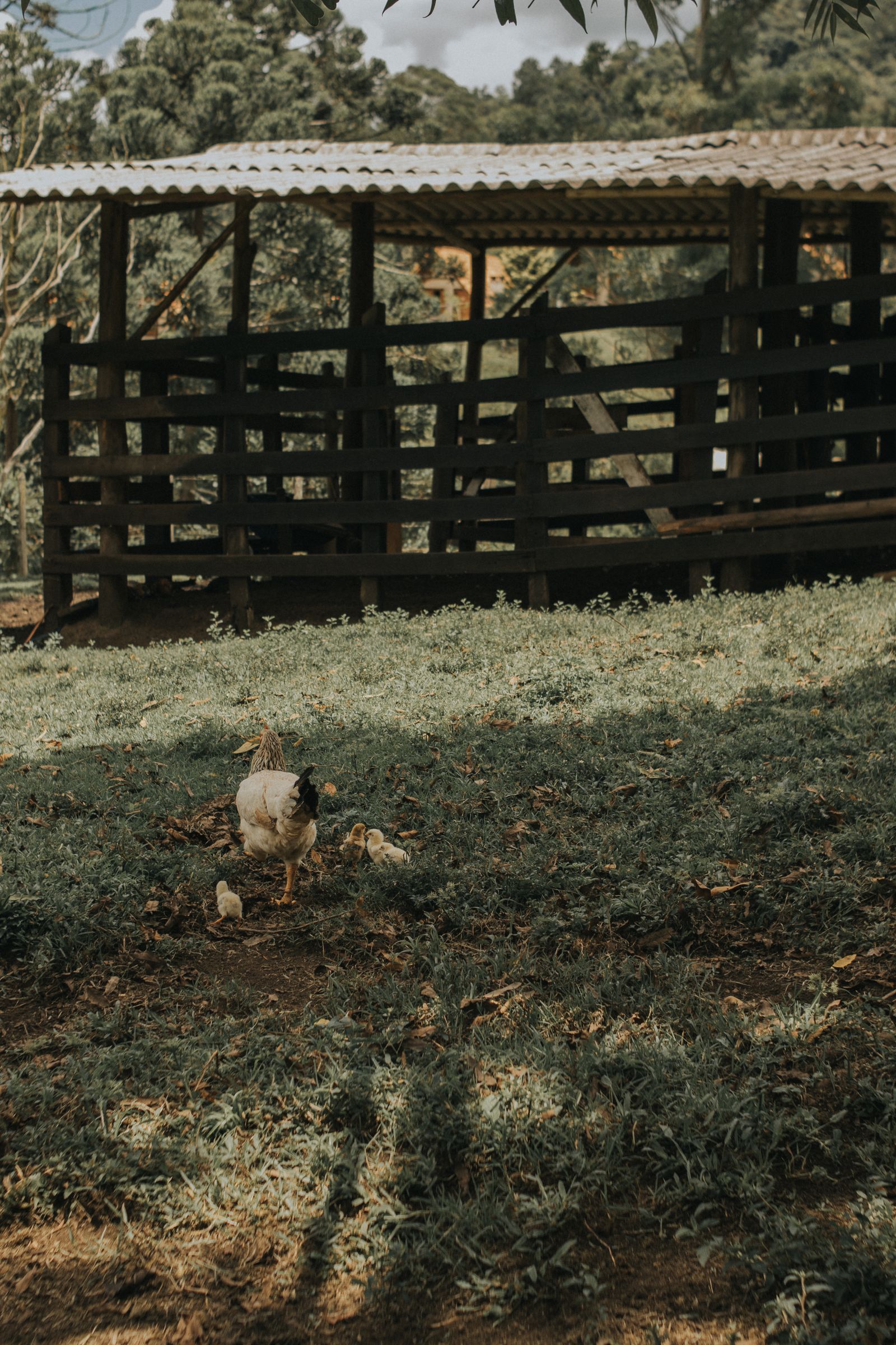 Chickens roaming near a rustic barn