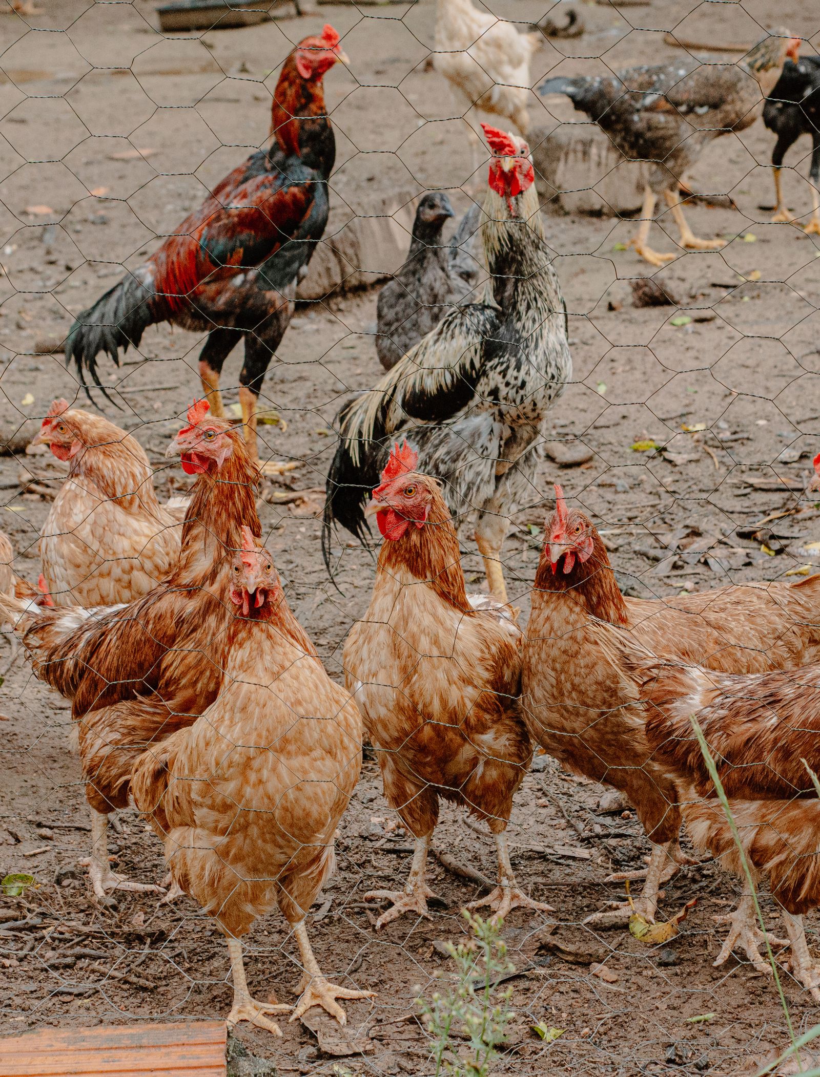 Free-range chickens in a country farmyard