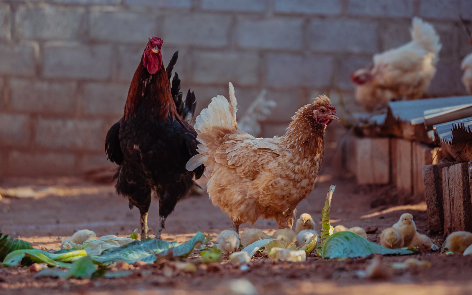 Chickens and rooster feeding in a rustic farmyard