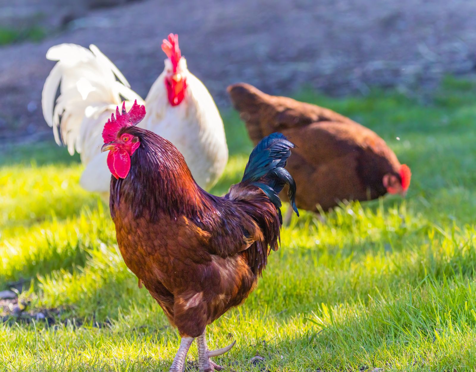 Roosters and hens in a sunny pasture