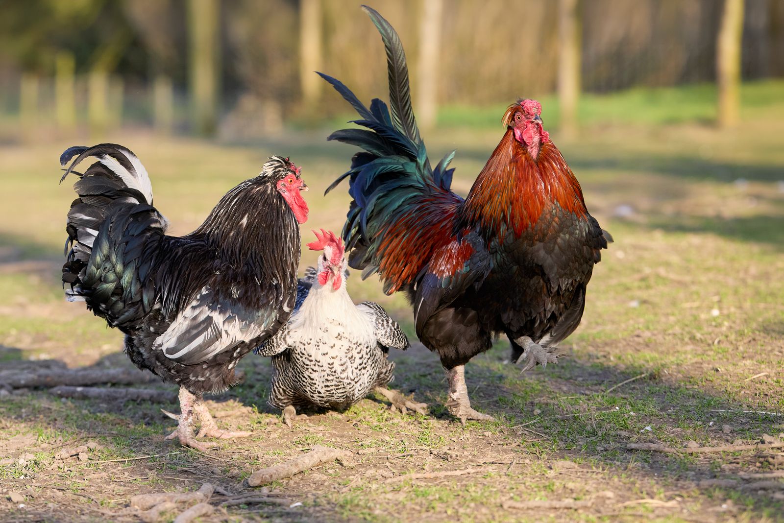 Roosters and hen in a sunlit farmyard