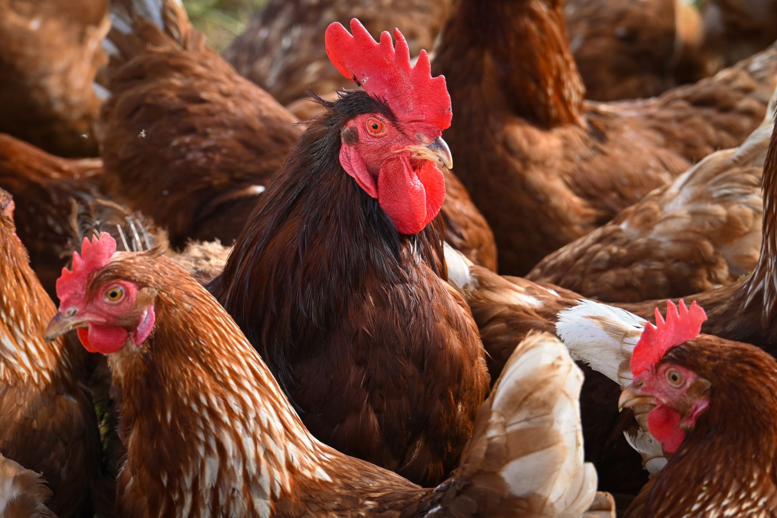 Rooster among hens in a free-range farm