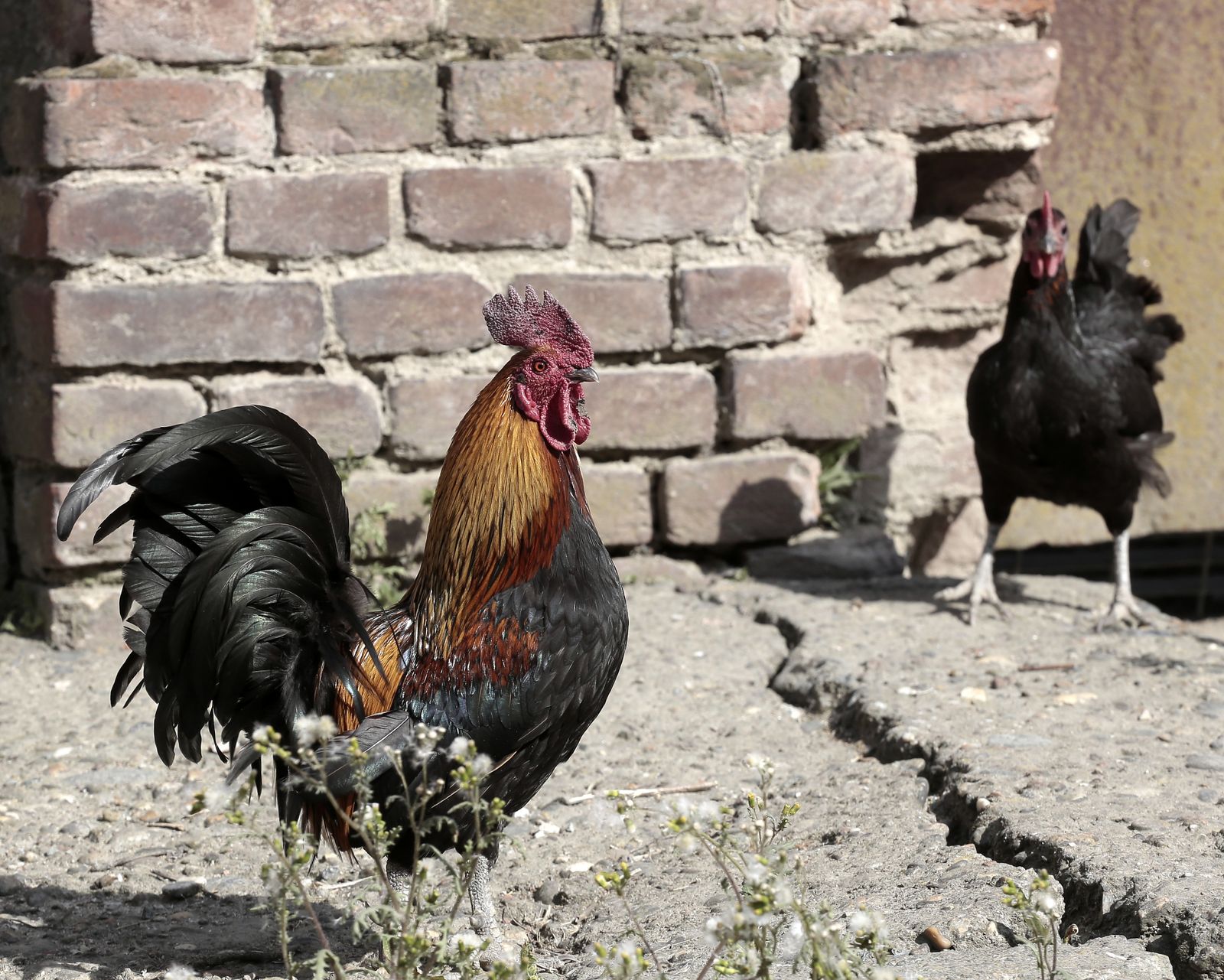 Rooster and hen against a rustic brick wall