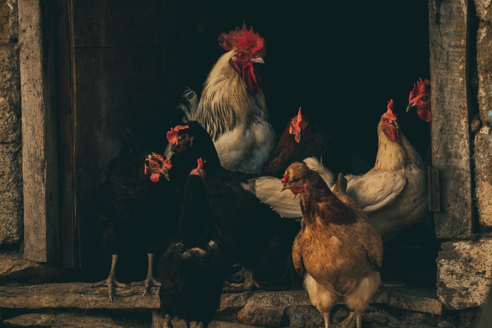 Chickens and rooster at a barn doorway