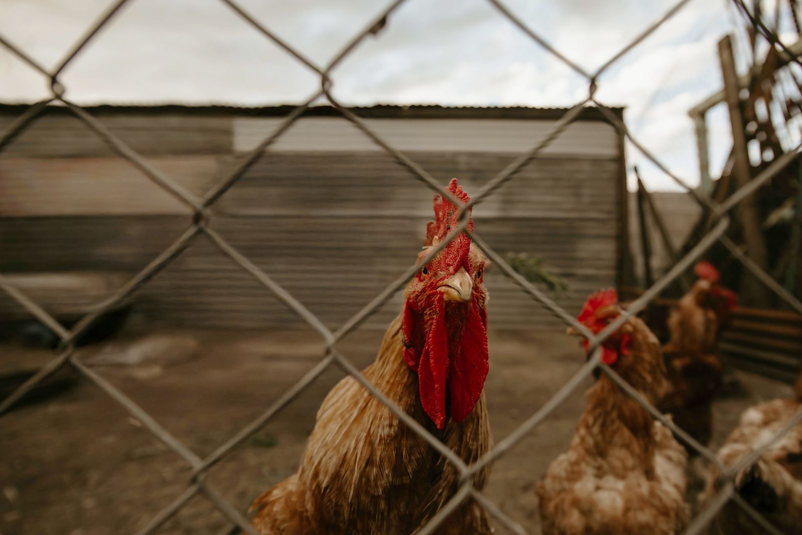 Roosters behind wire fencing at dusk