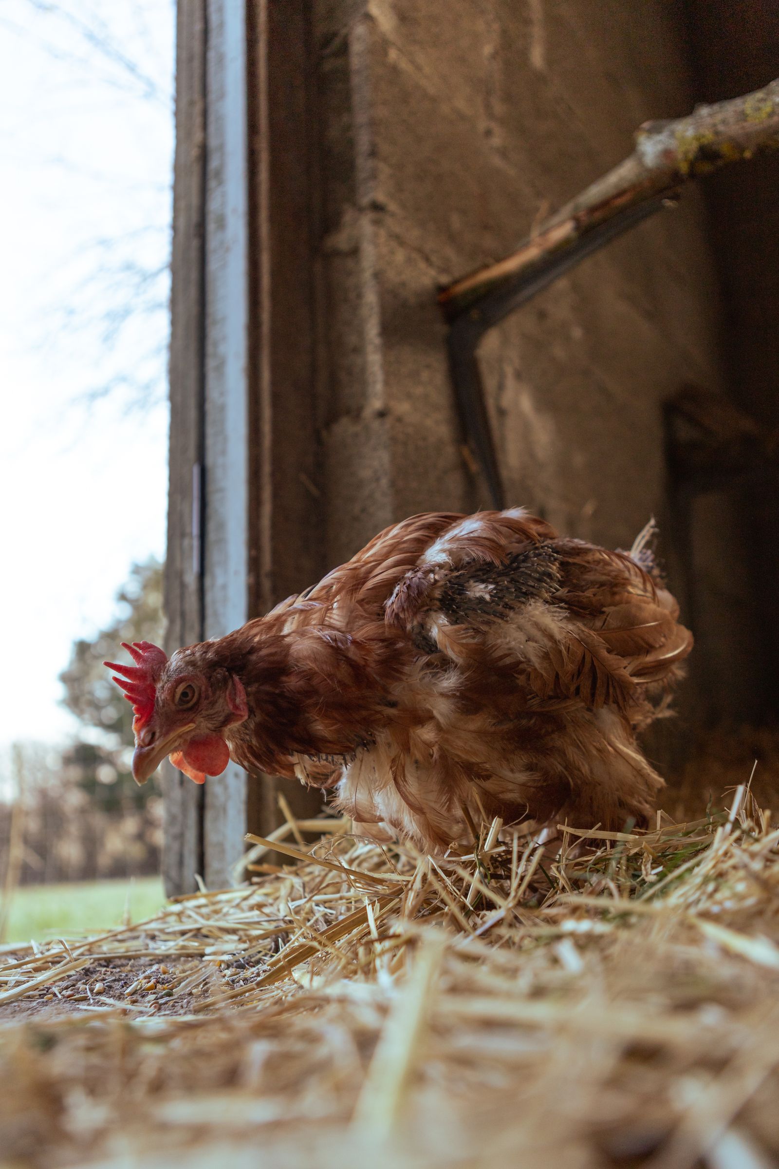 Hen standing on hay inside a barn