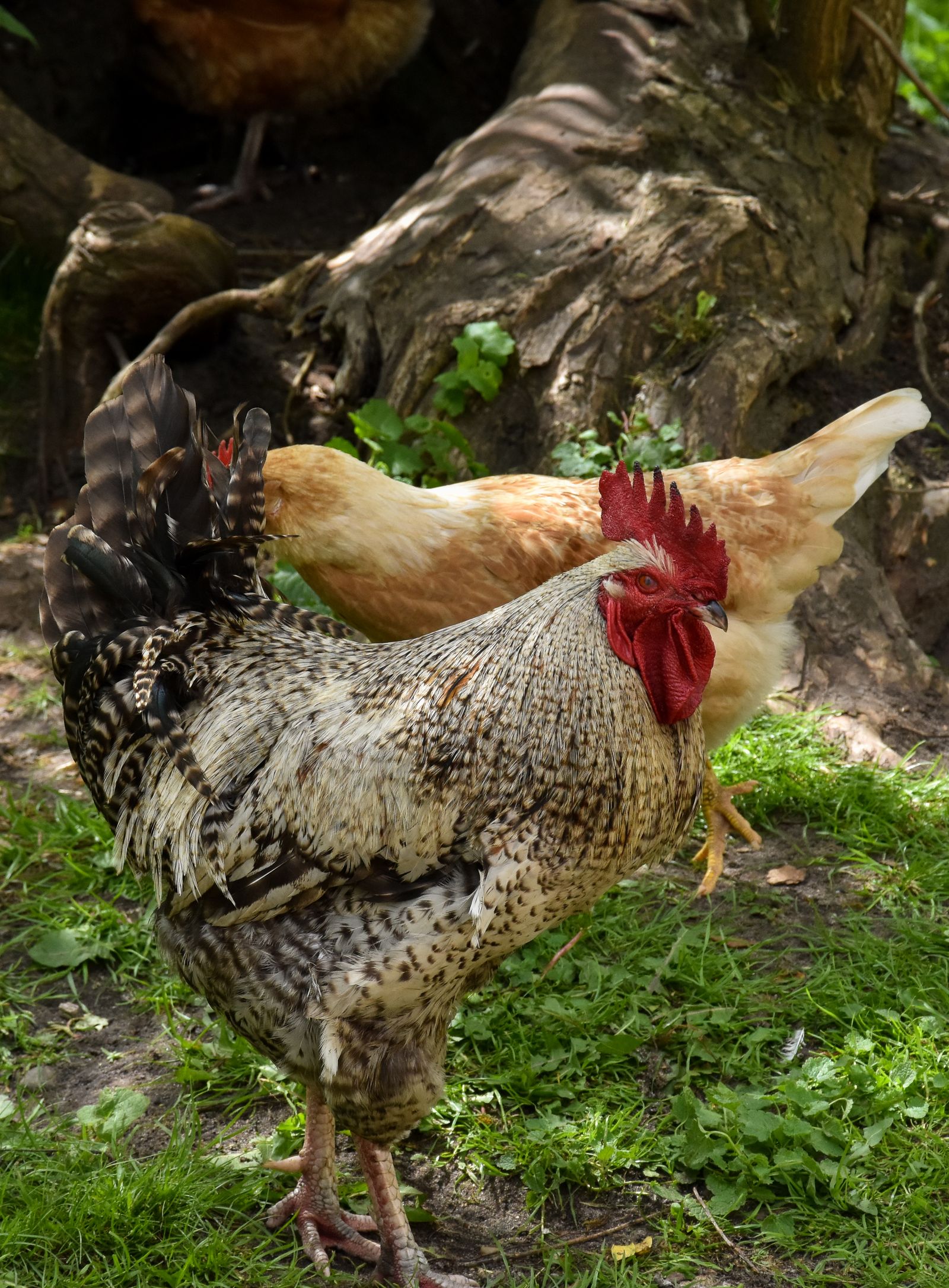 Rooster and hen walking through grass