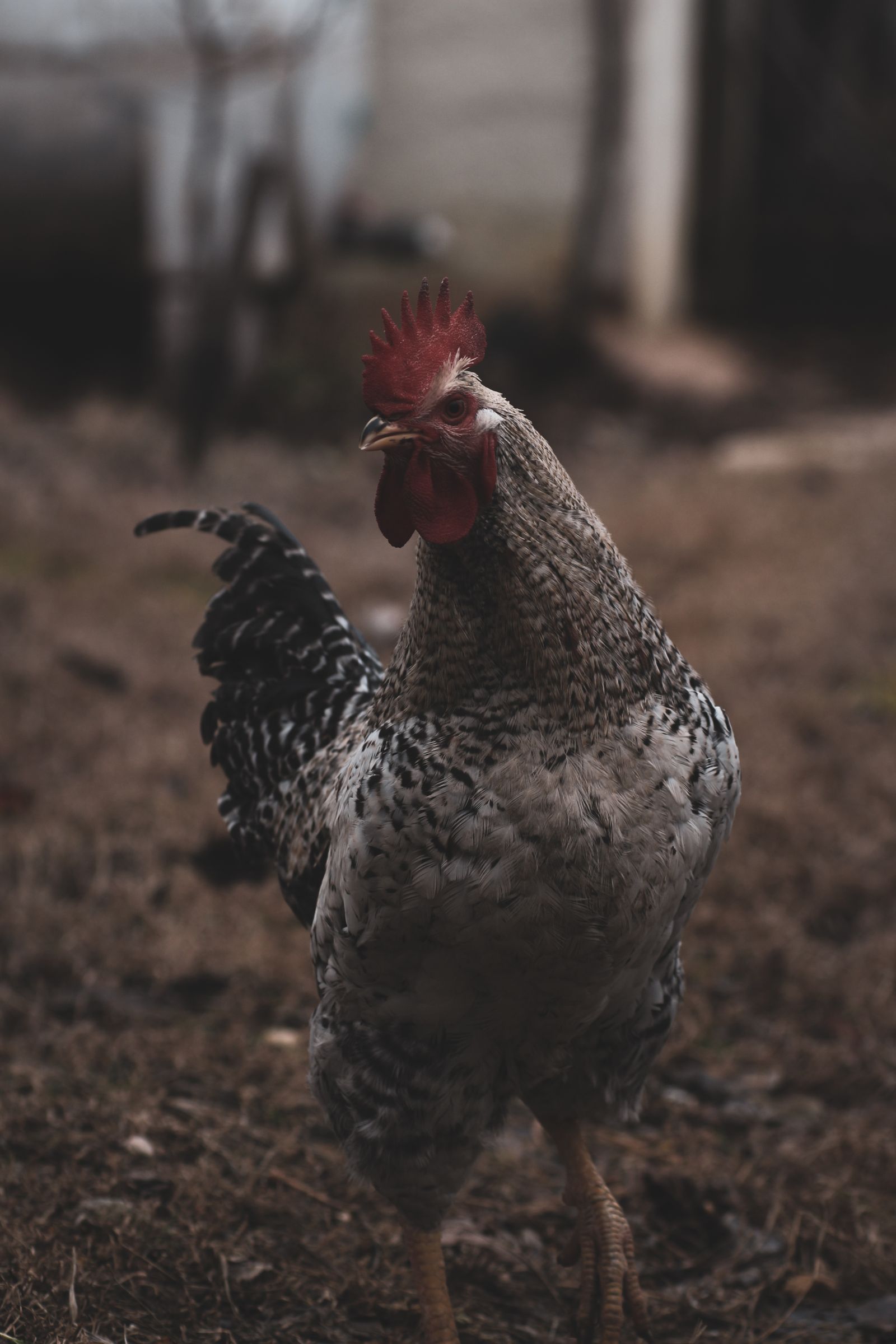Close-up rooster in a farm setting